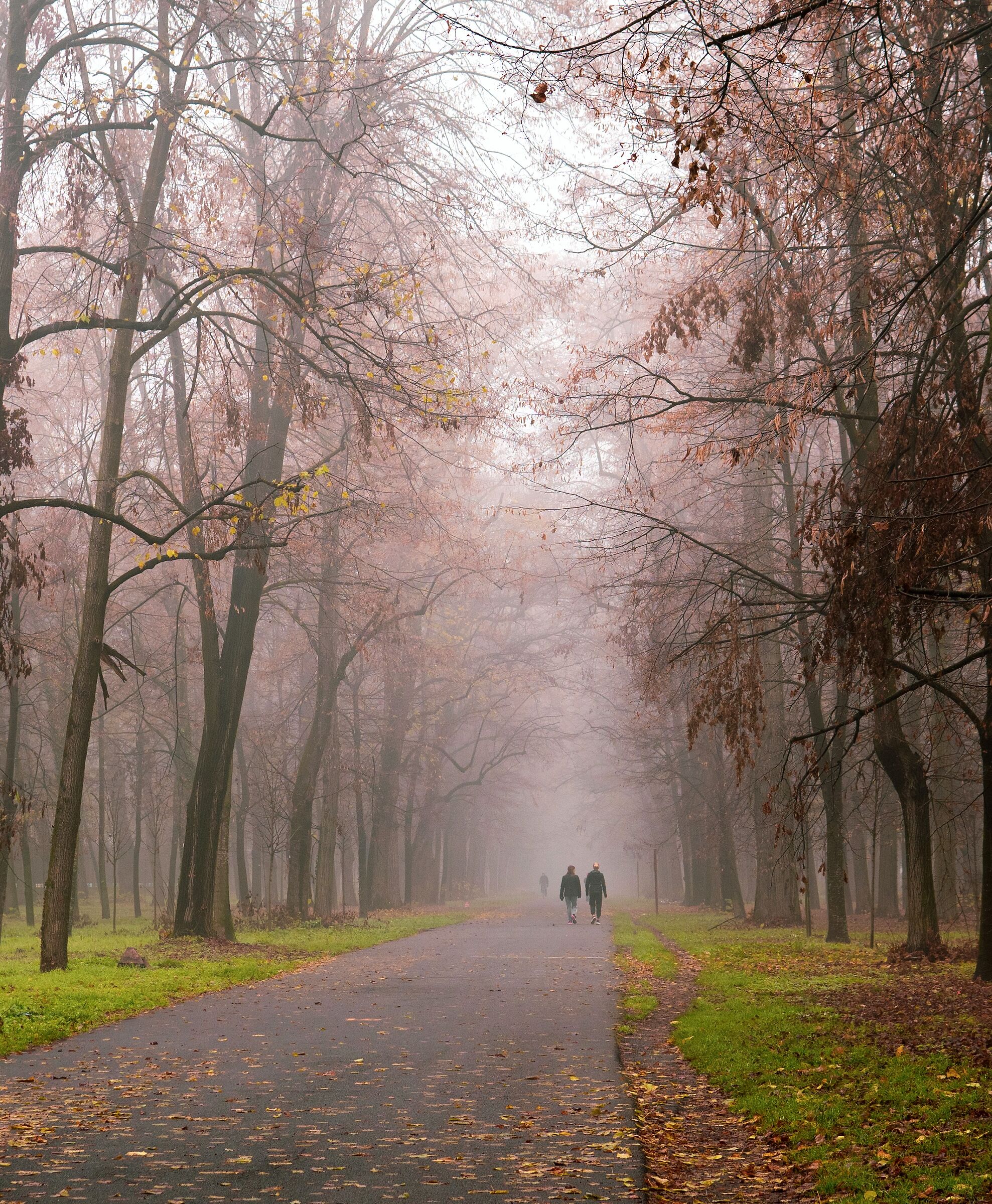 Foliage in the Fog