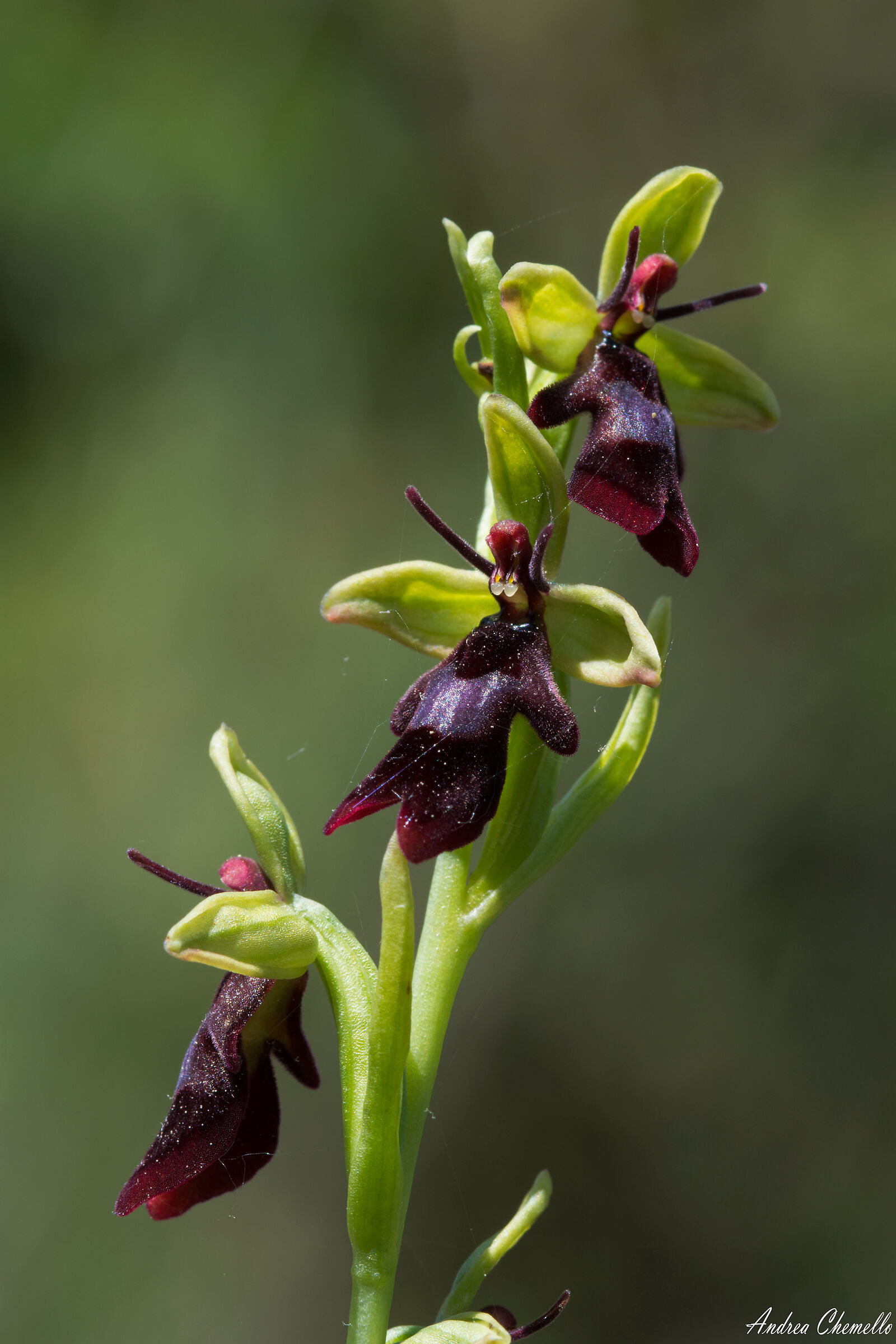 Moscaria (Ophrys insectifera)