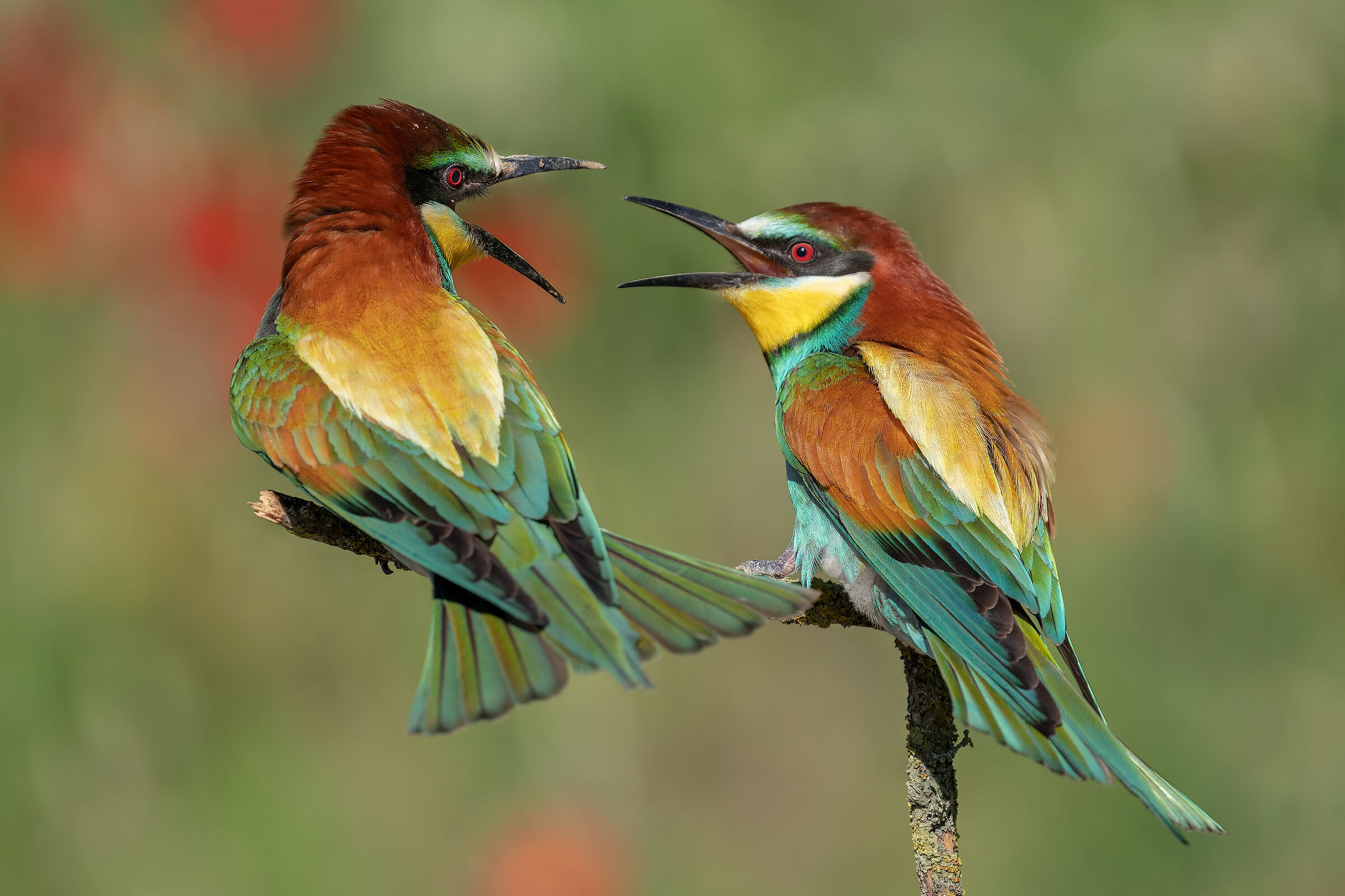 Gruccioni.."litigiosi"