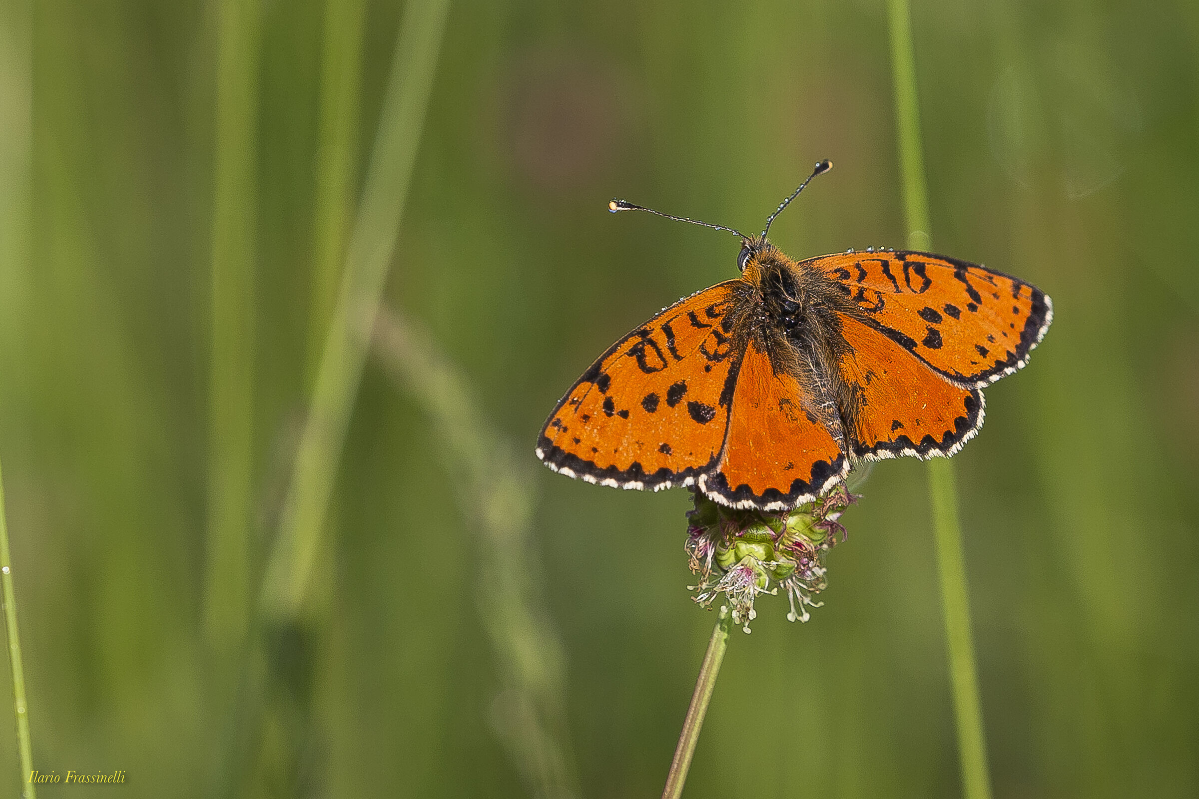 Melitaea didyma