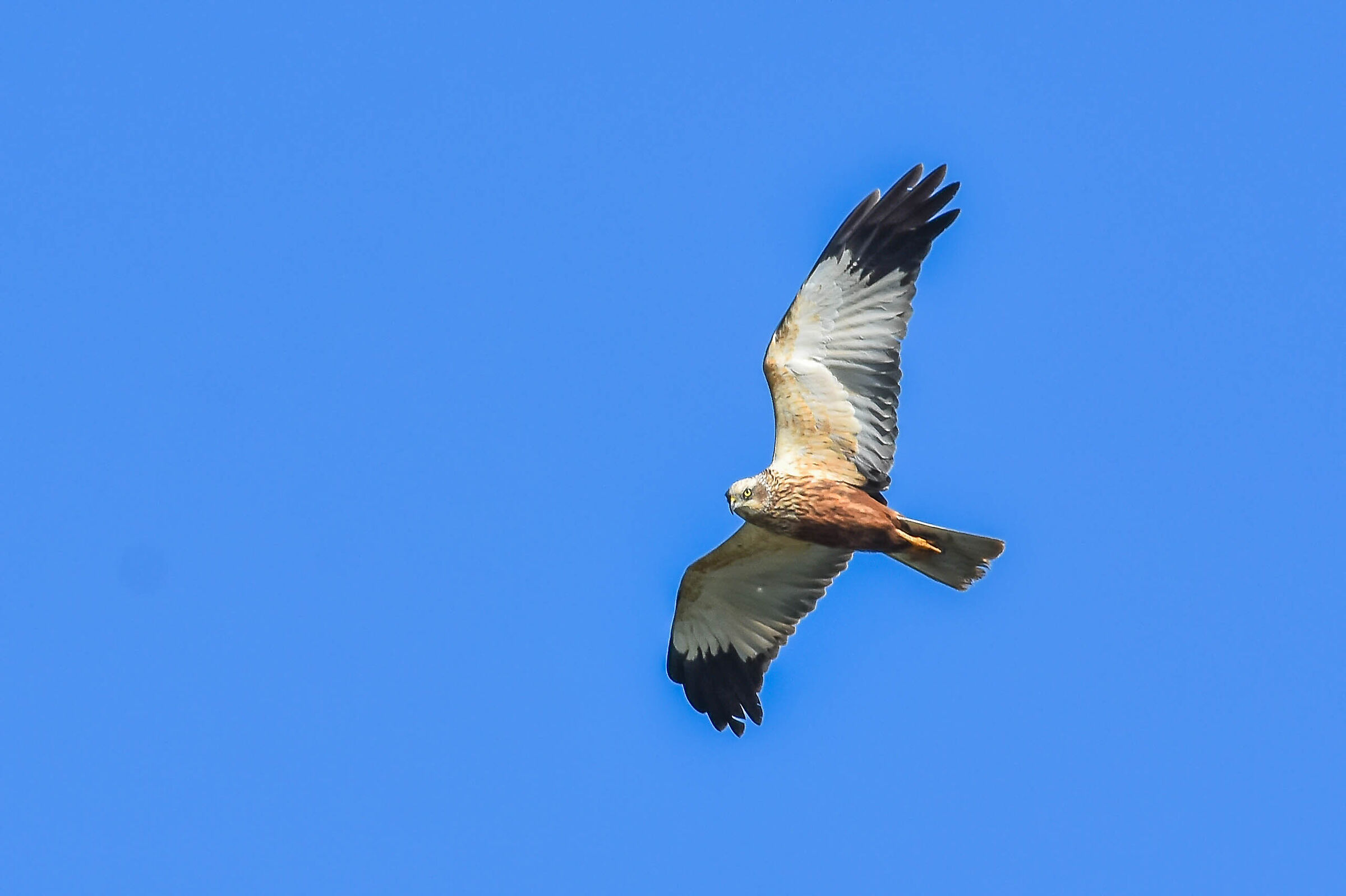 Falco di palude