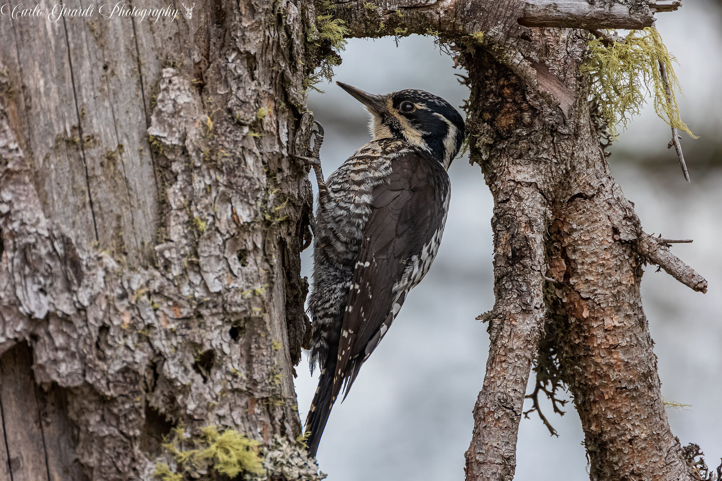 Picchio Tridattilo Femmina