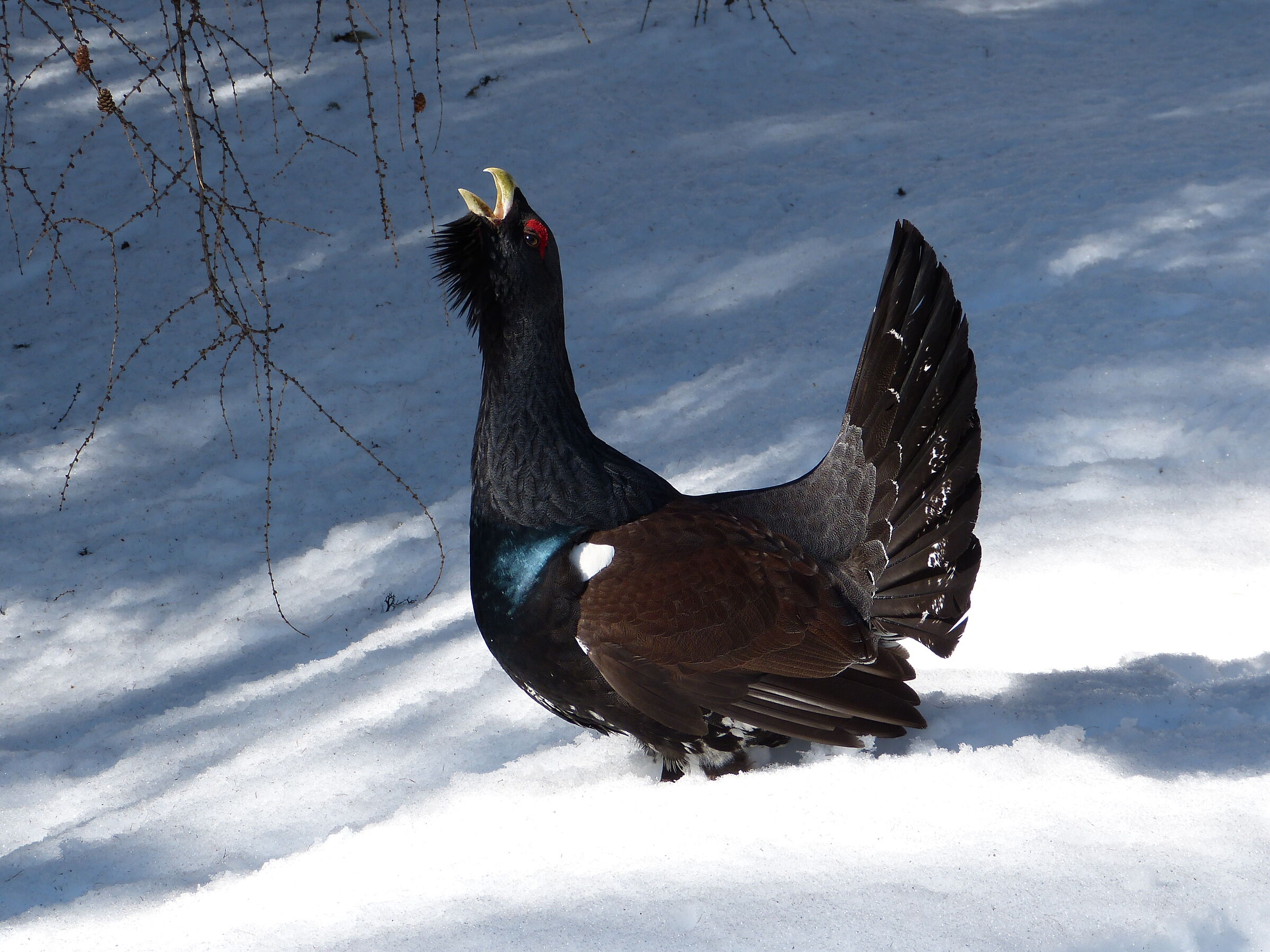 il mio primo cedrone