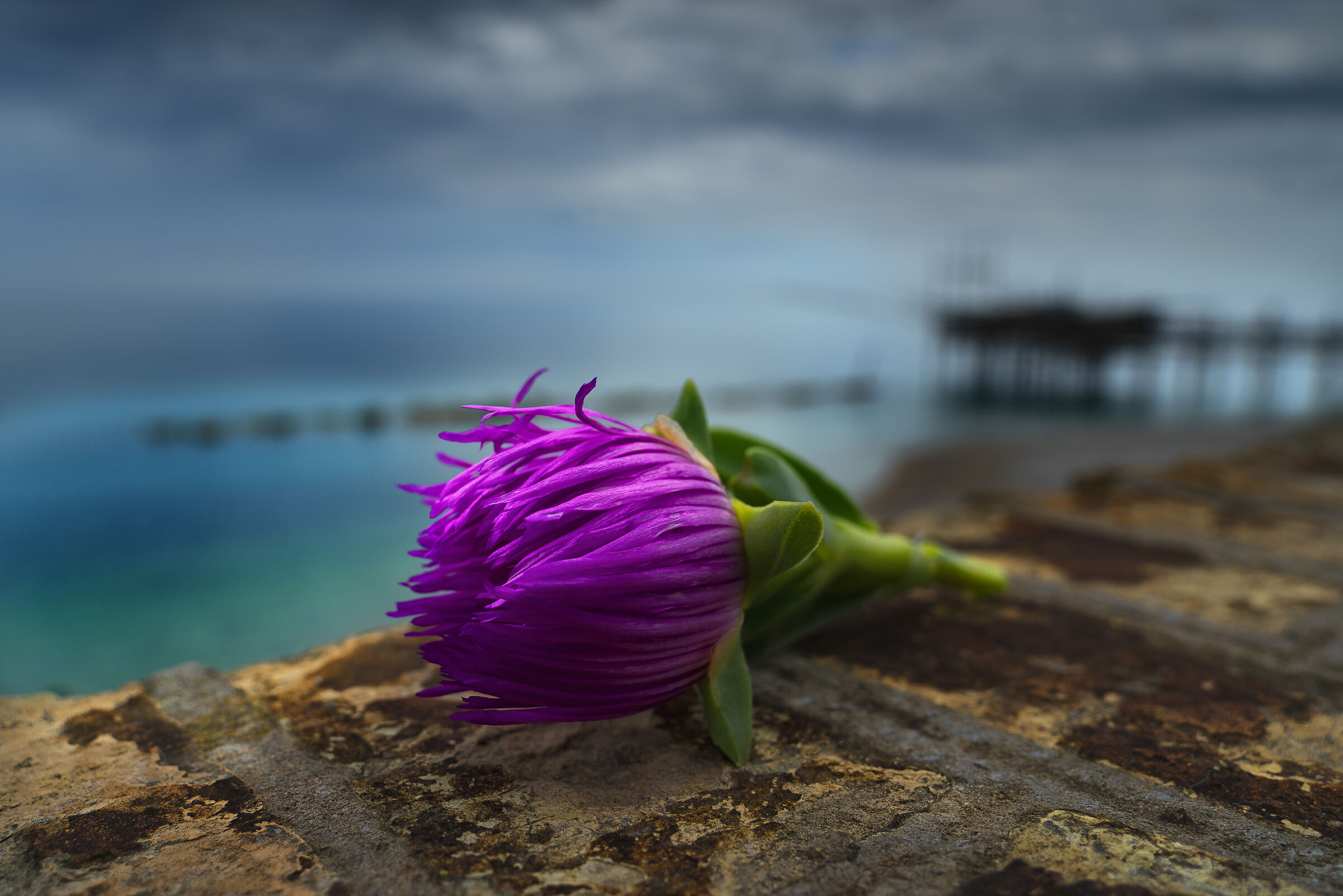 Trabocco in fiore
