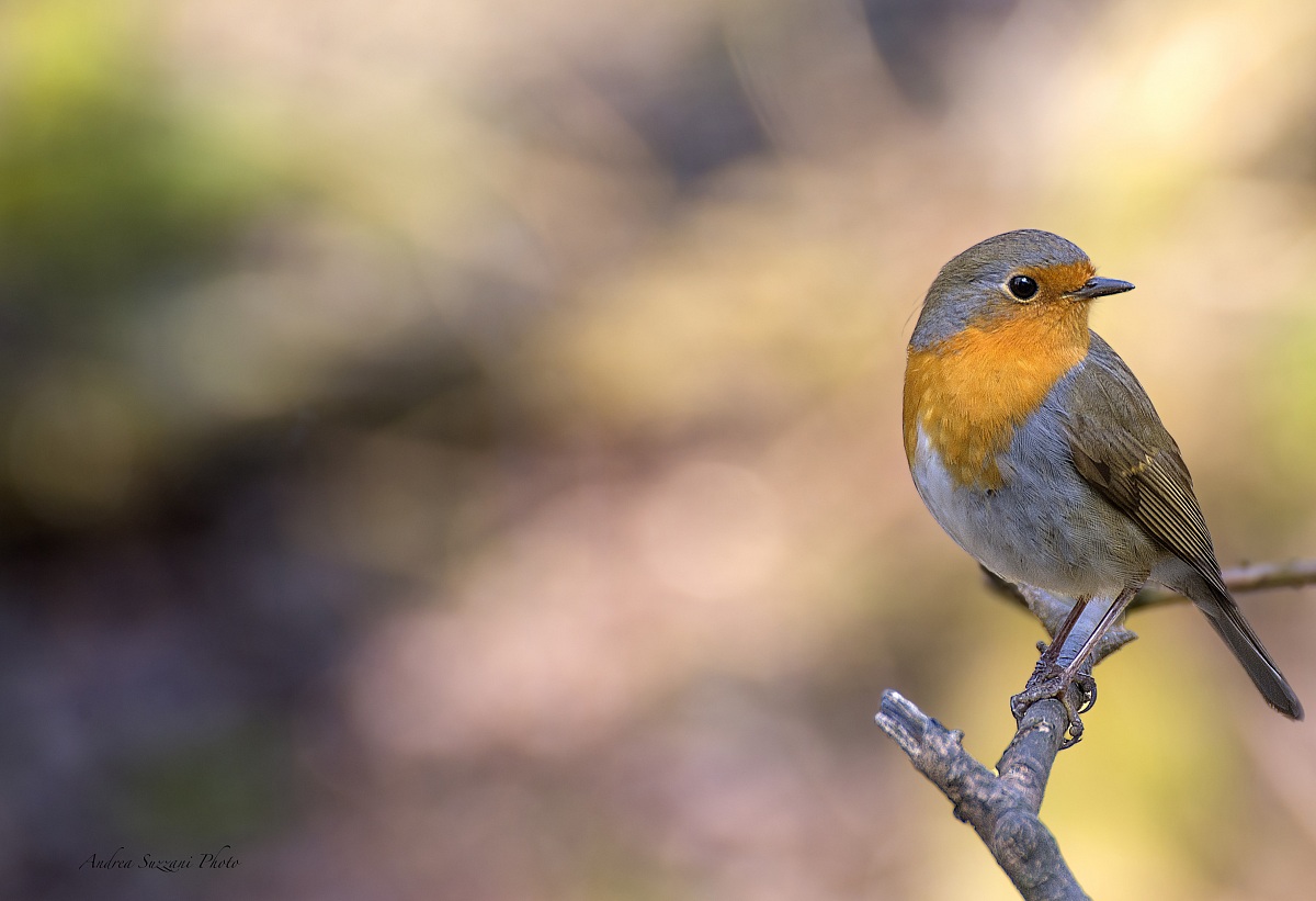 robin