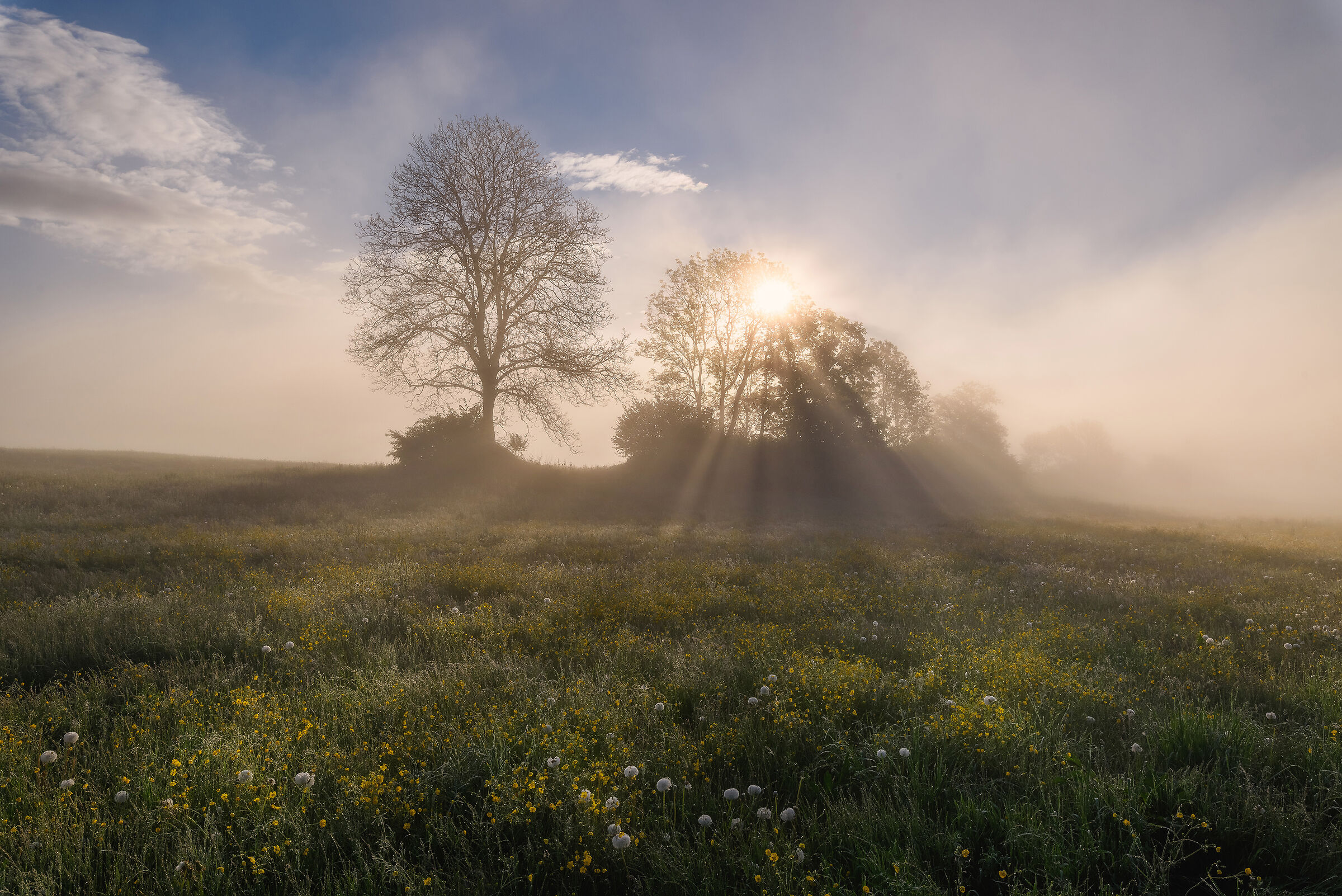 Spring morning on the meadow