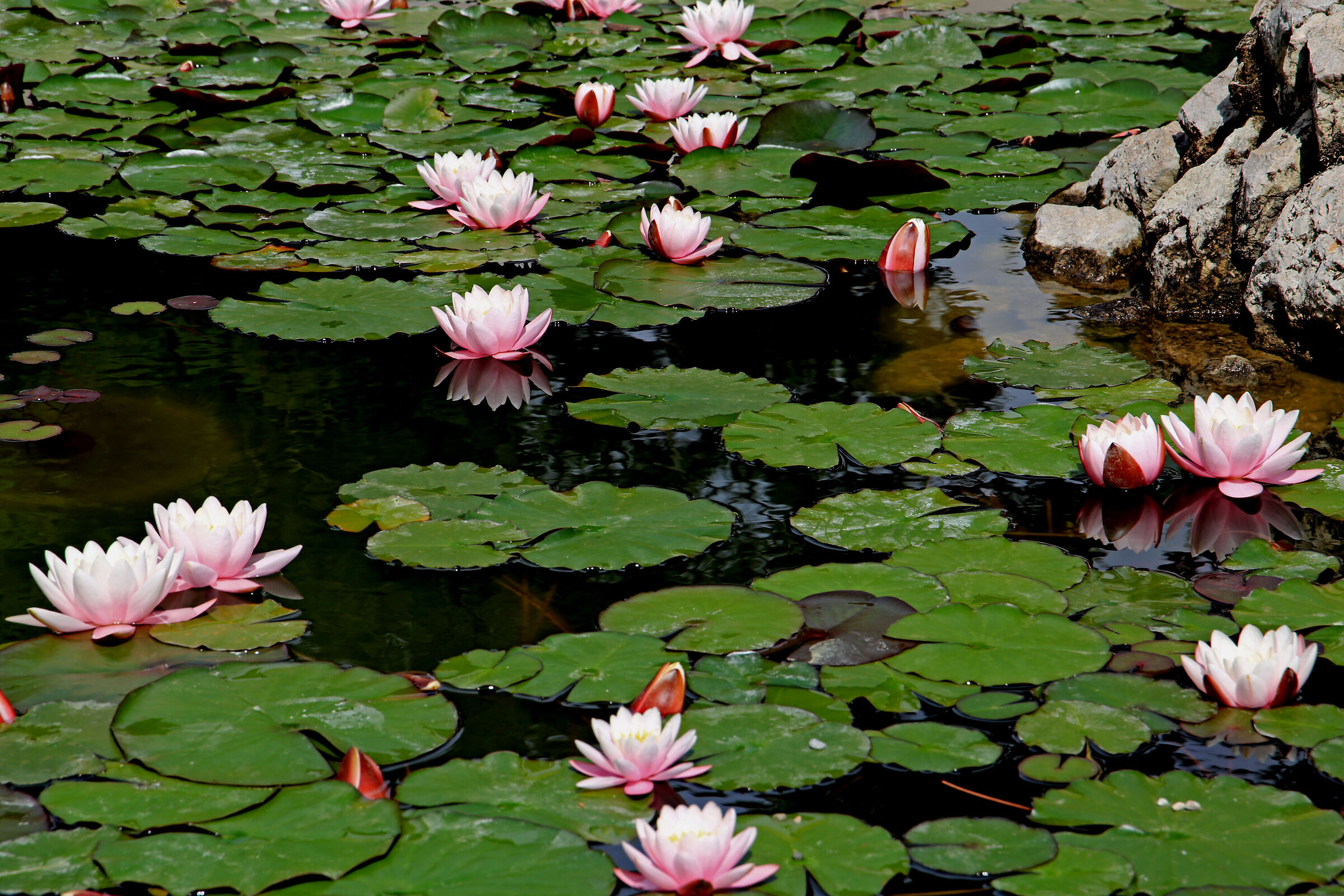 Flowering of water lilies
