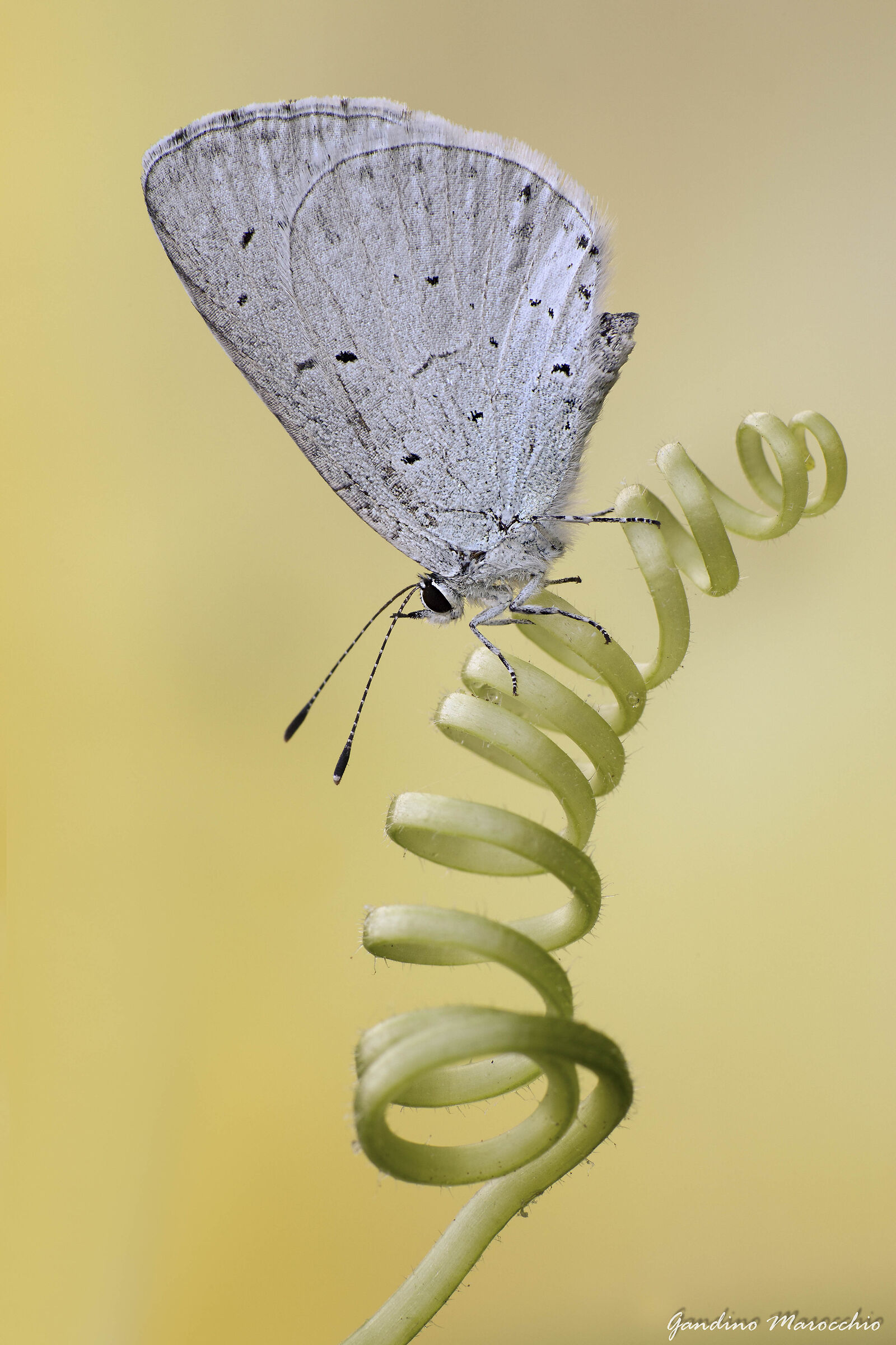 Celastrina Argiolus