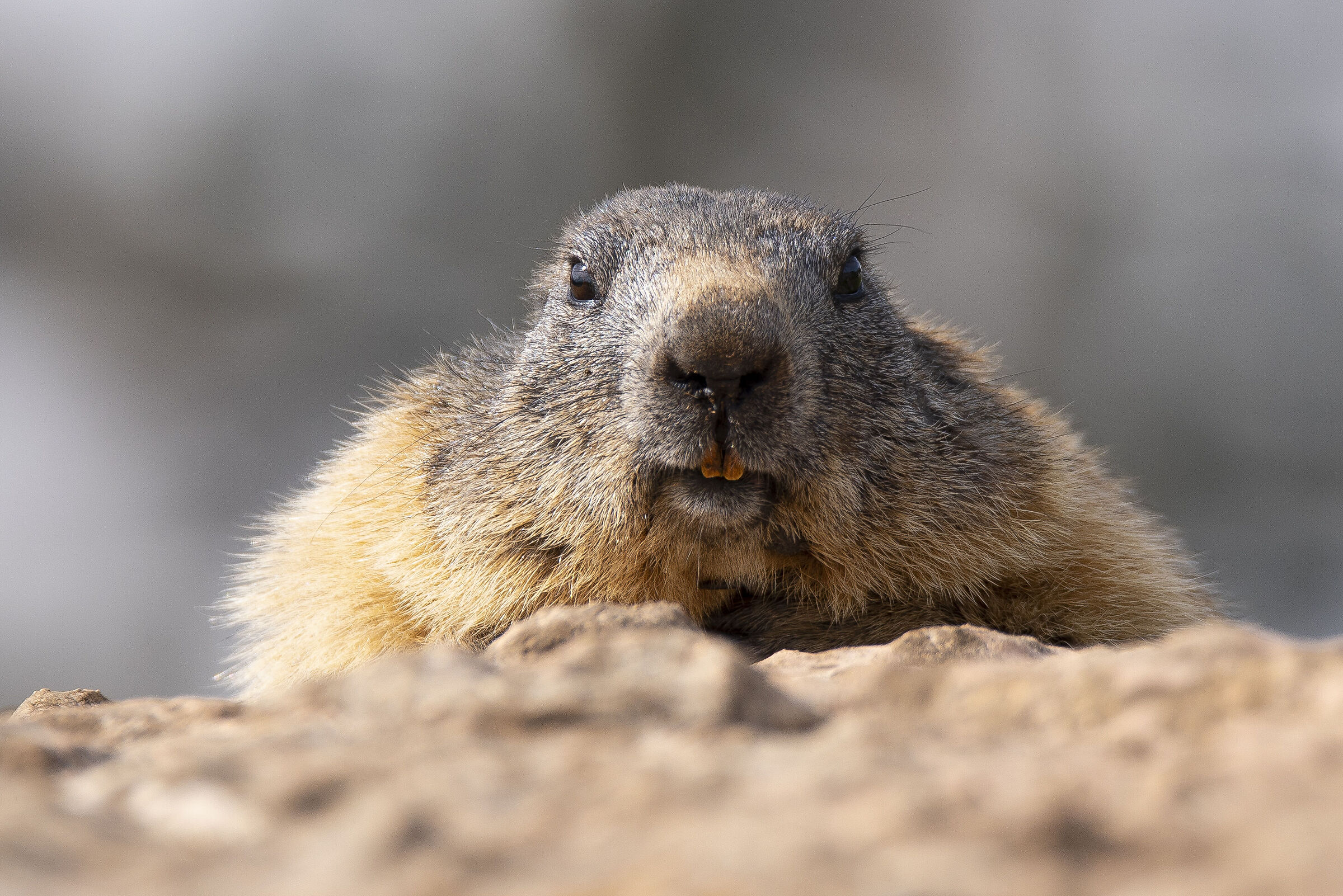 marmot