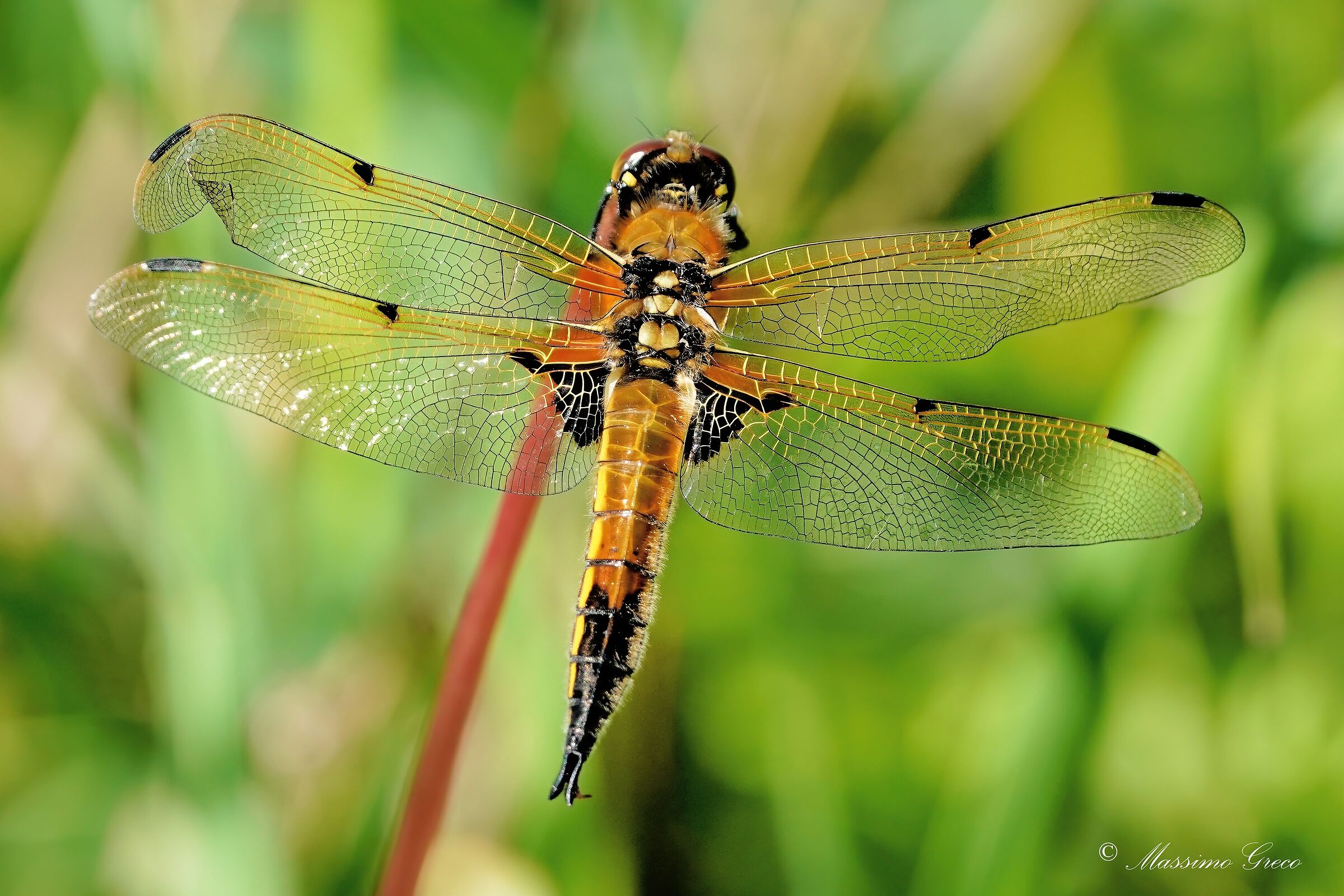 Libellula quadrimaculata