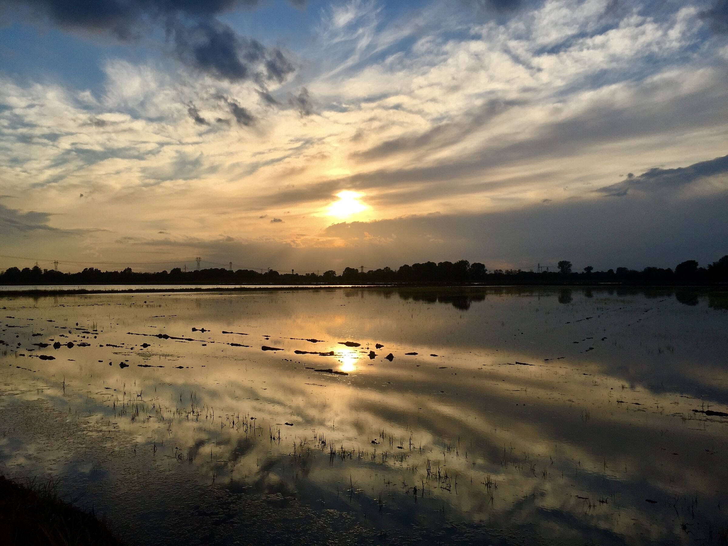 Rice paddies at sunset