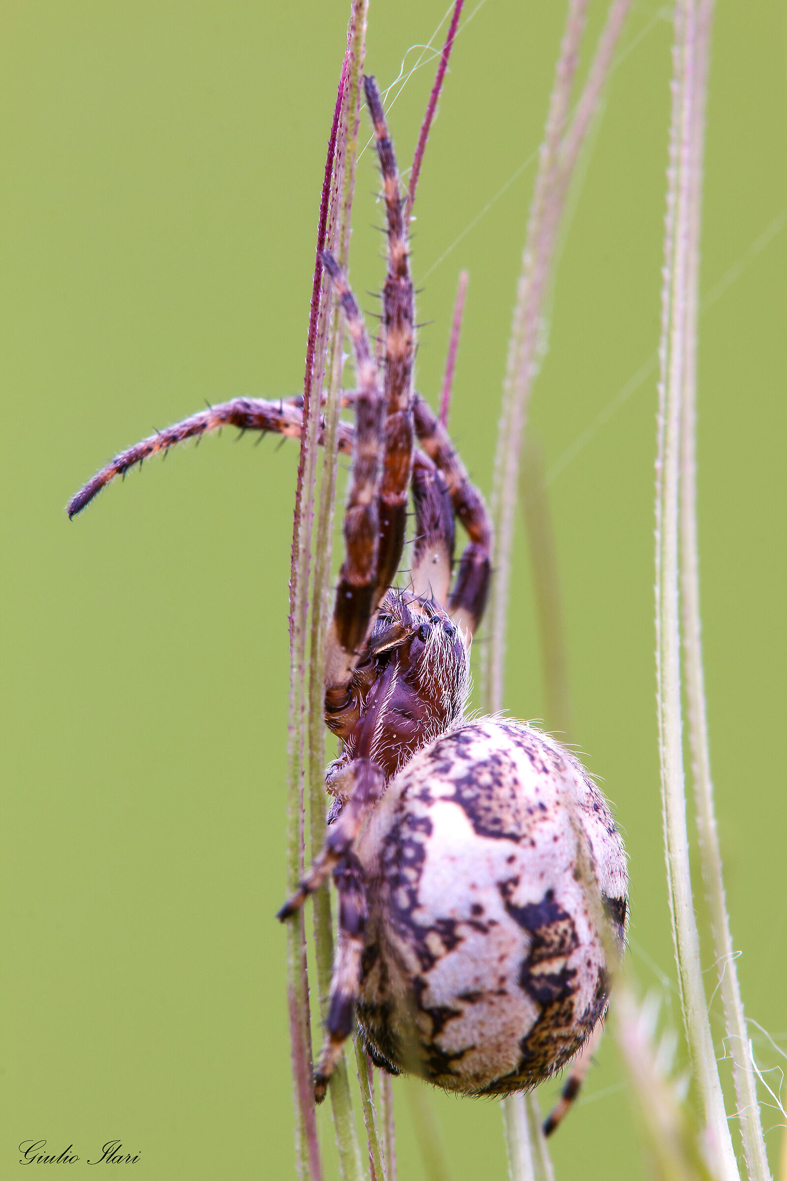 Larinioides cornutus