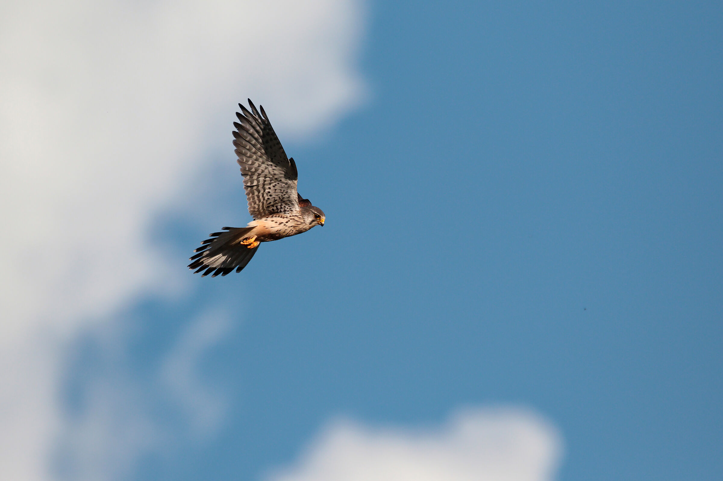 Gheppio maschio in volo