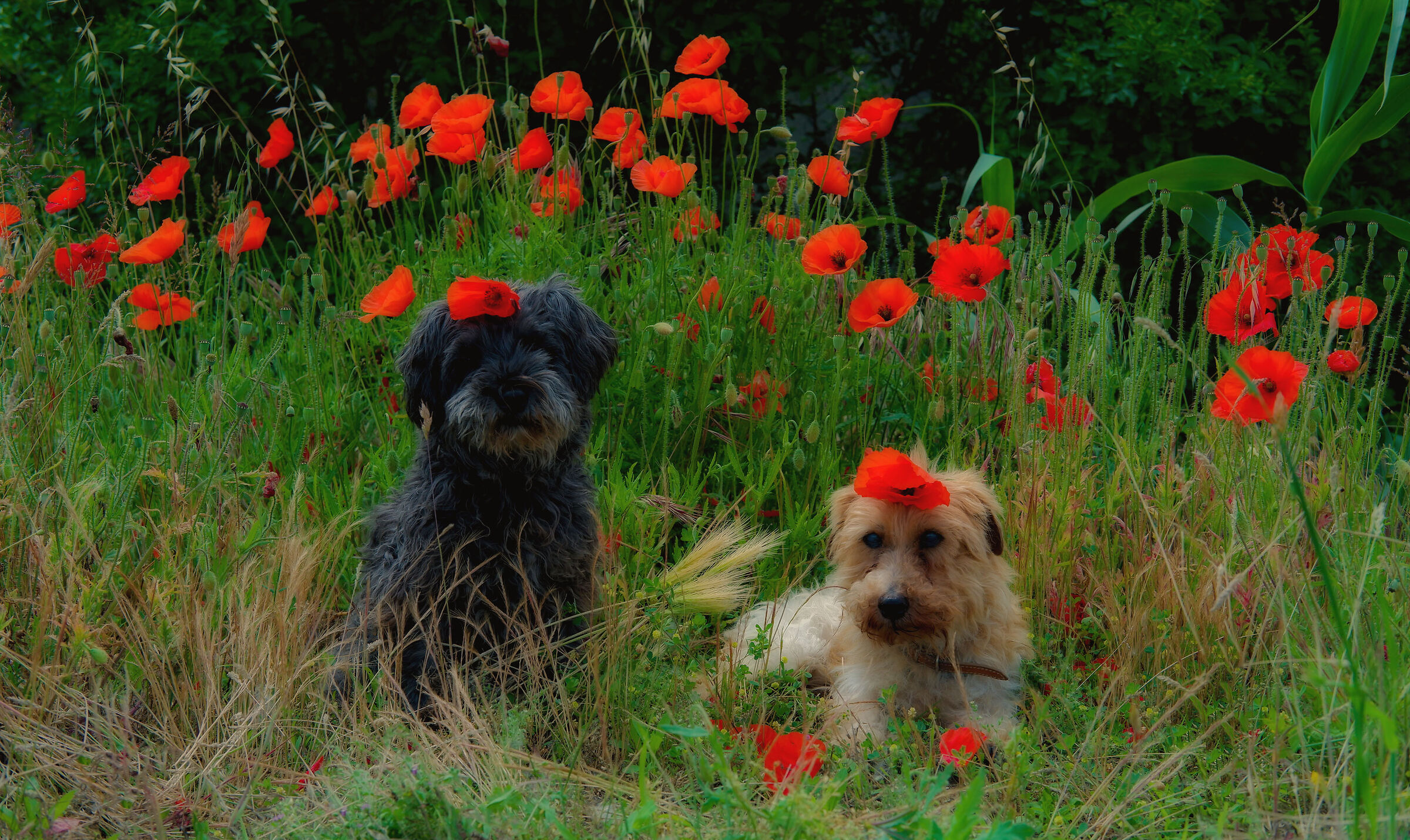 In the middle of Spring