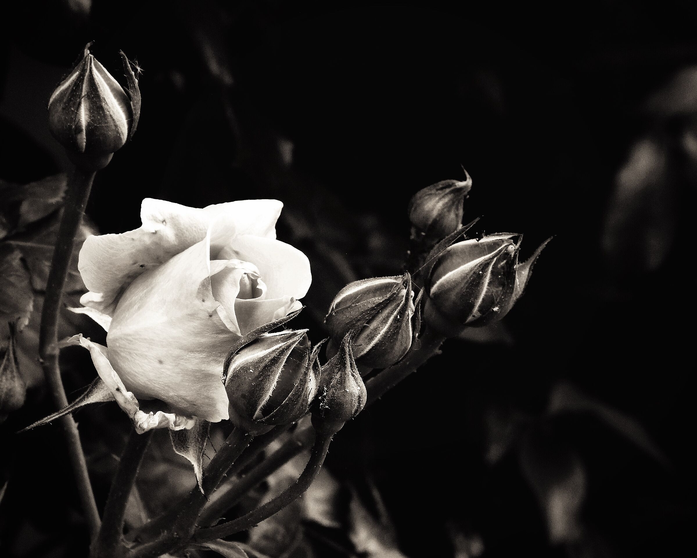 Roses
