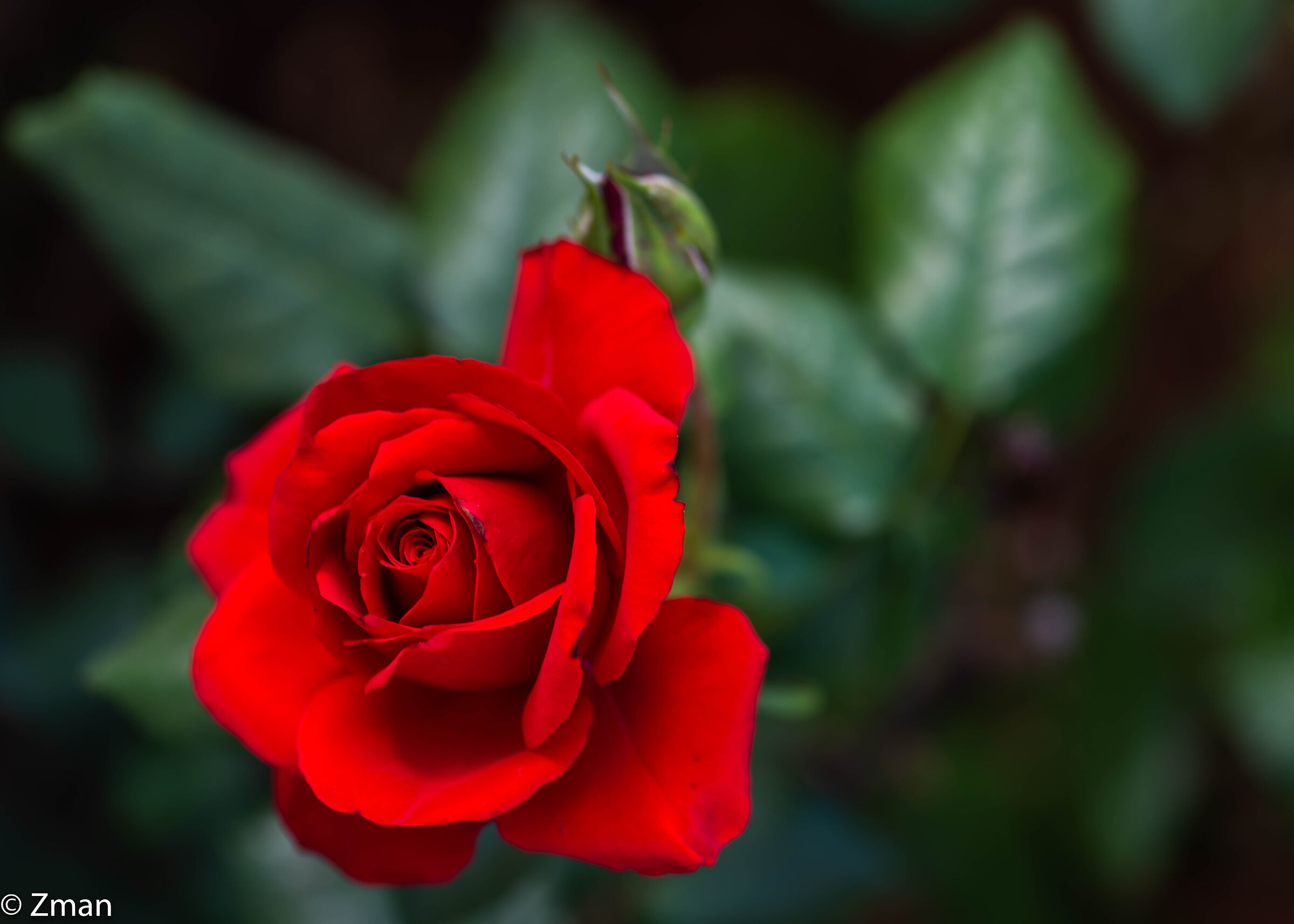 Roses, Flowers and Bloom