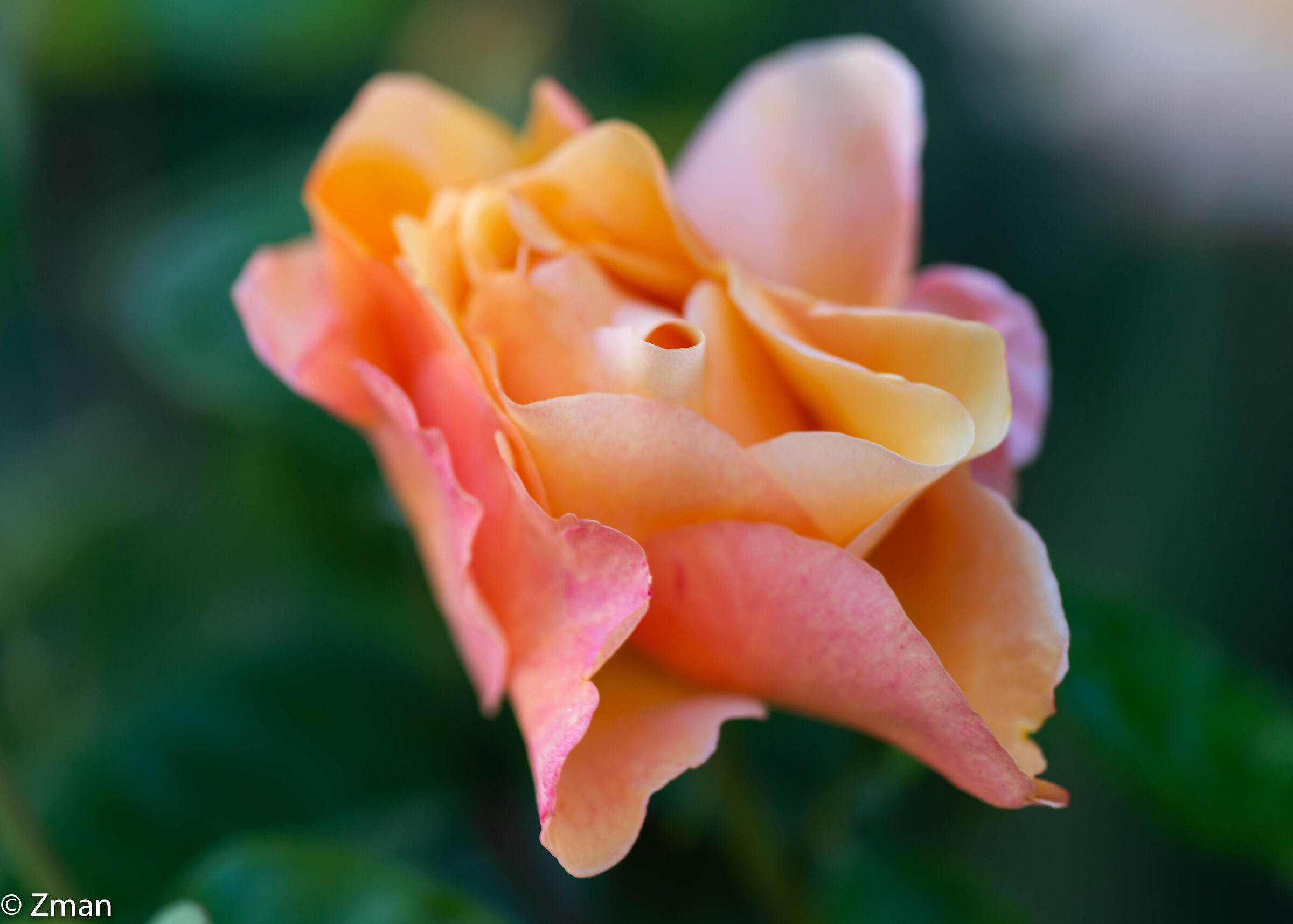 Roses, Flowers and Bloom