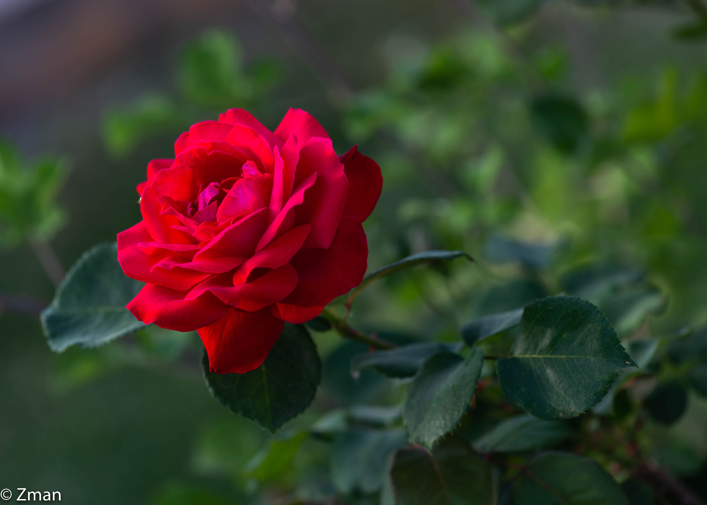 Roses, Flowers and Bloom