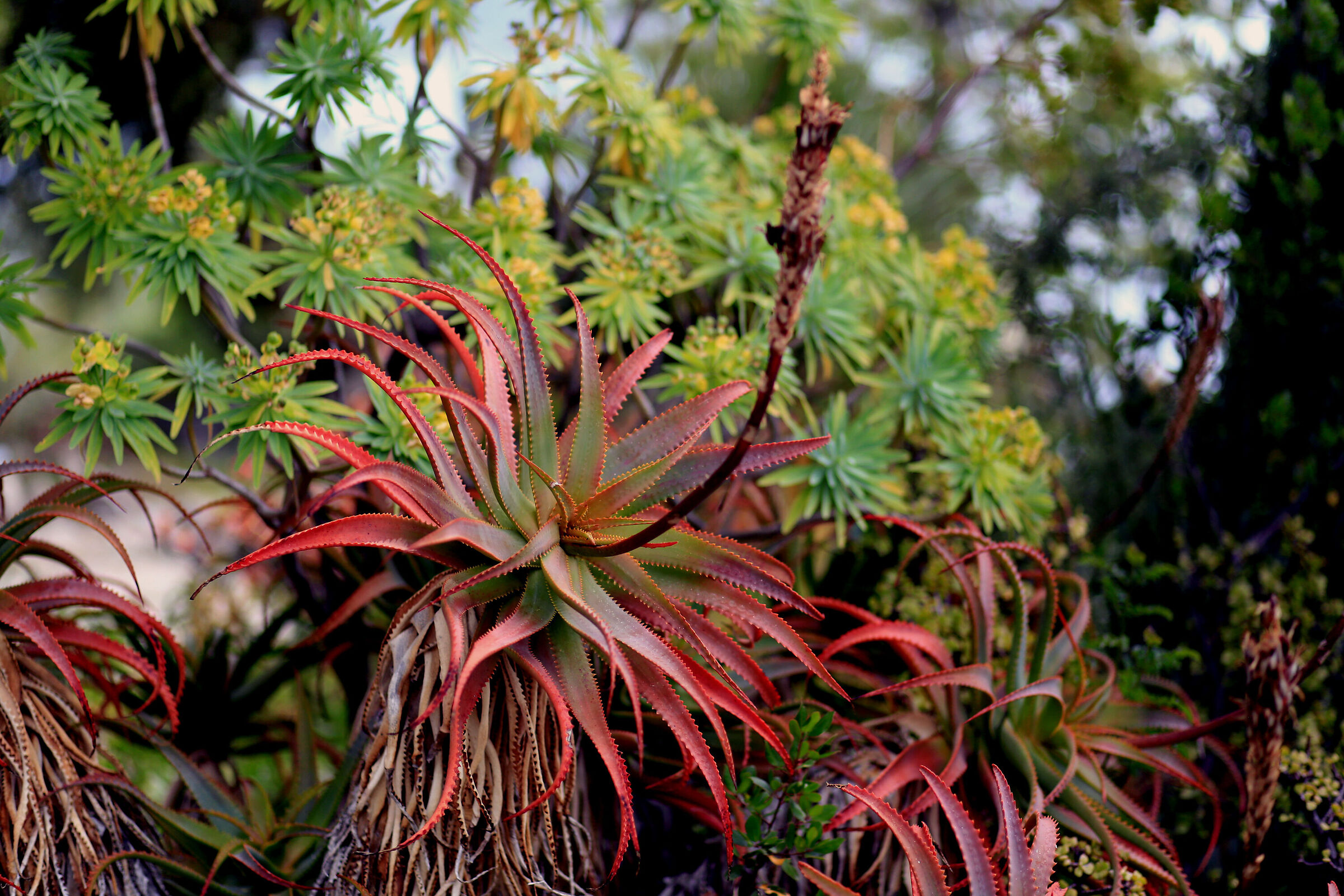 Aloe Arborescens