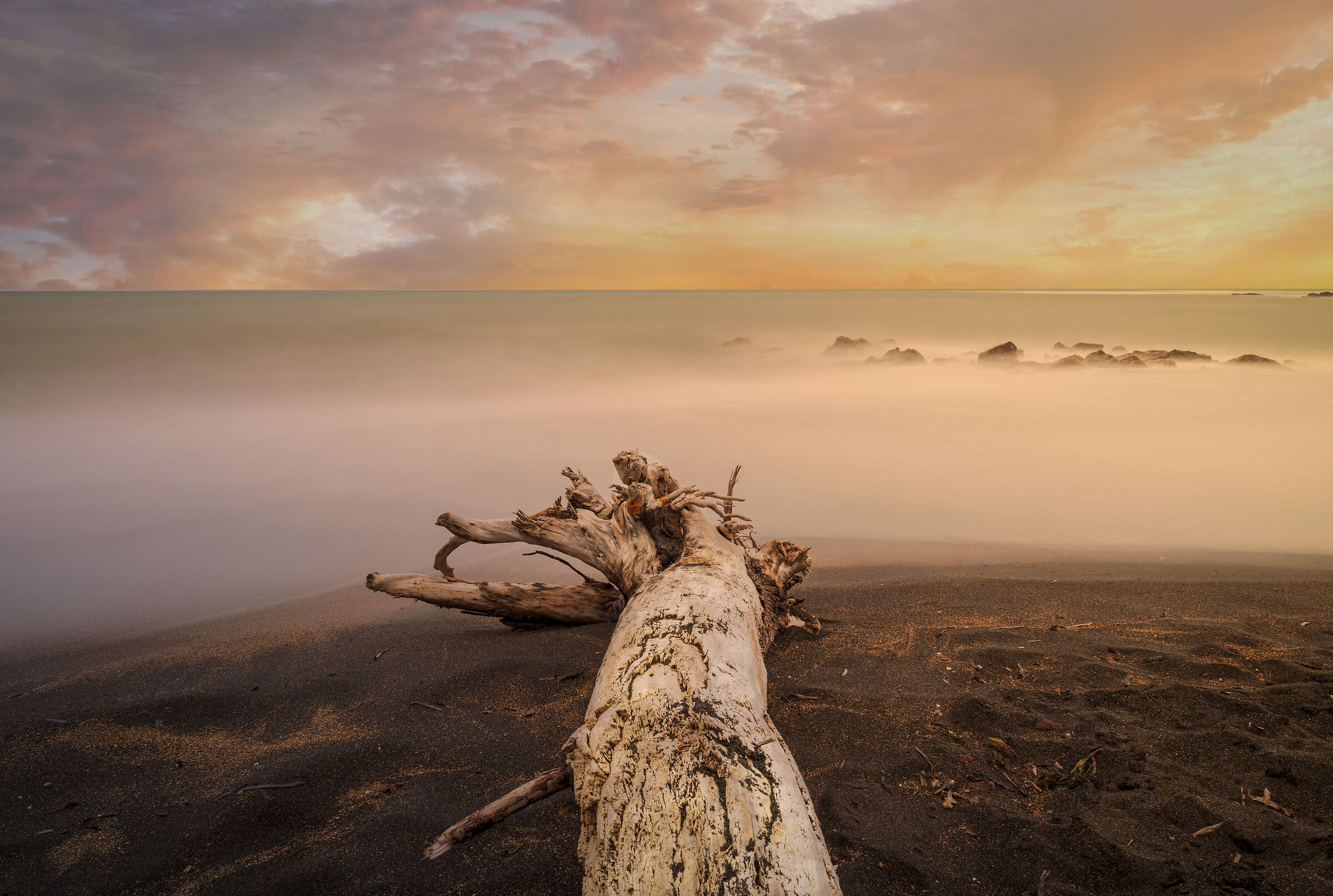 albero sul mare al tramonto