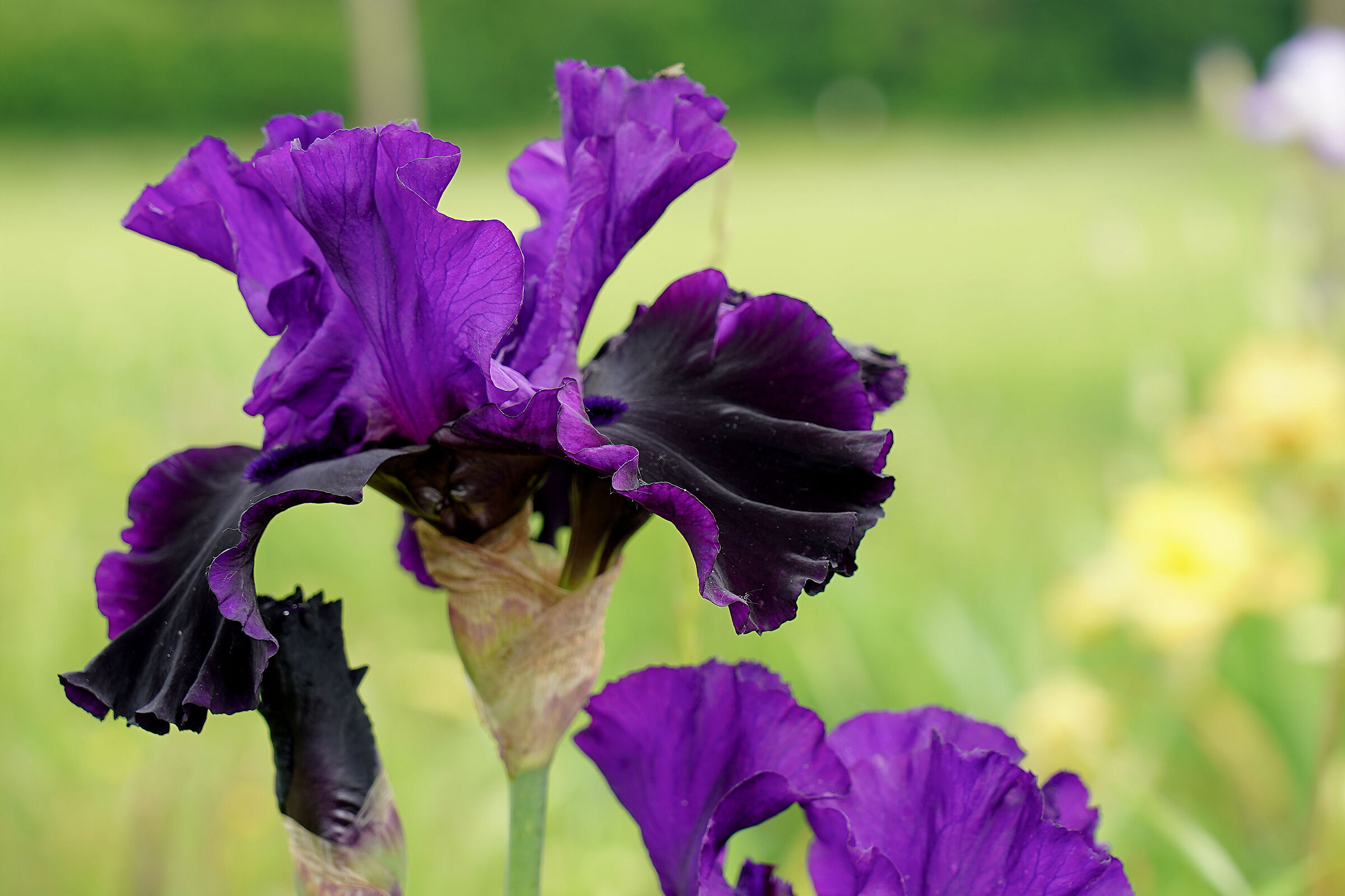 Iris 2