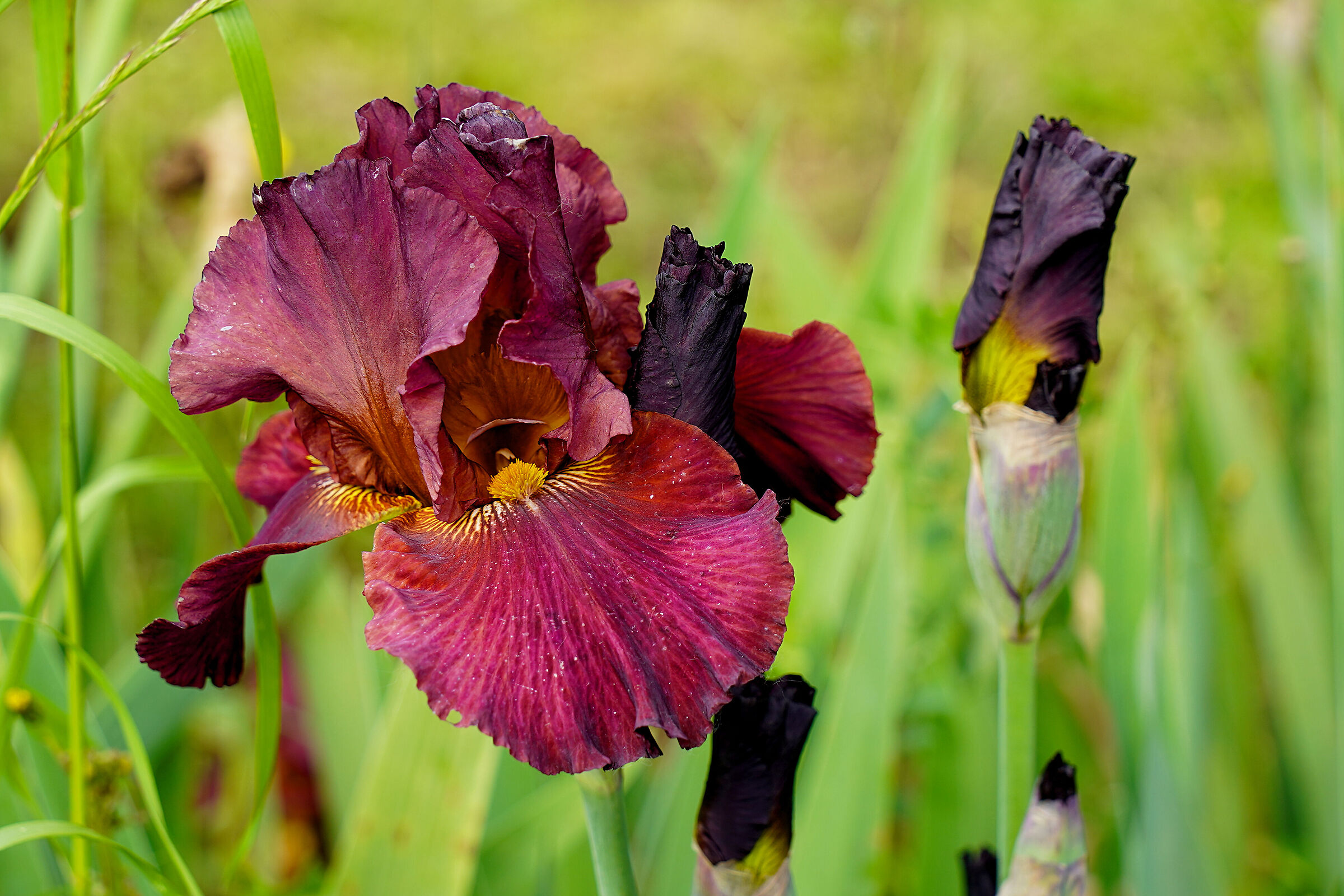 Iris 4