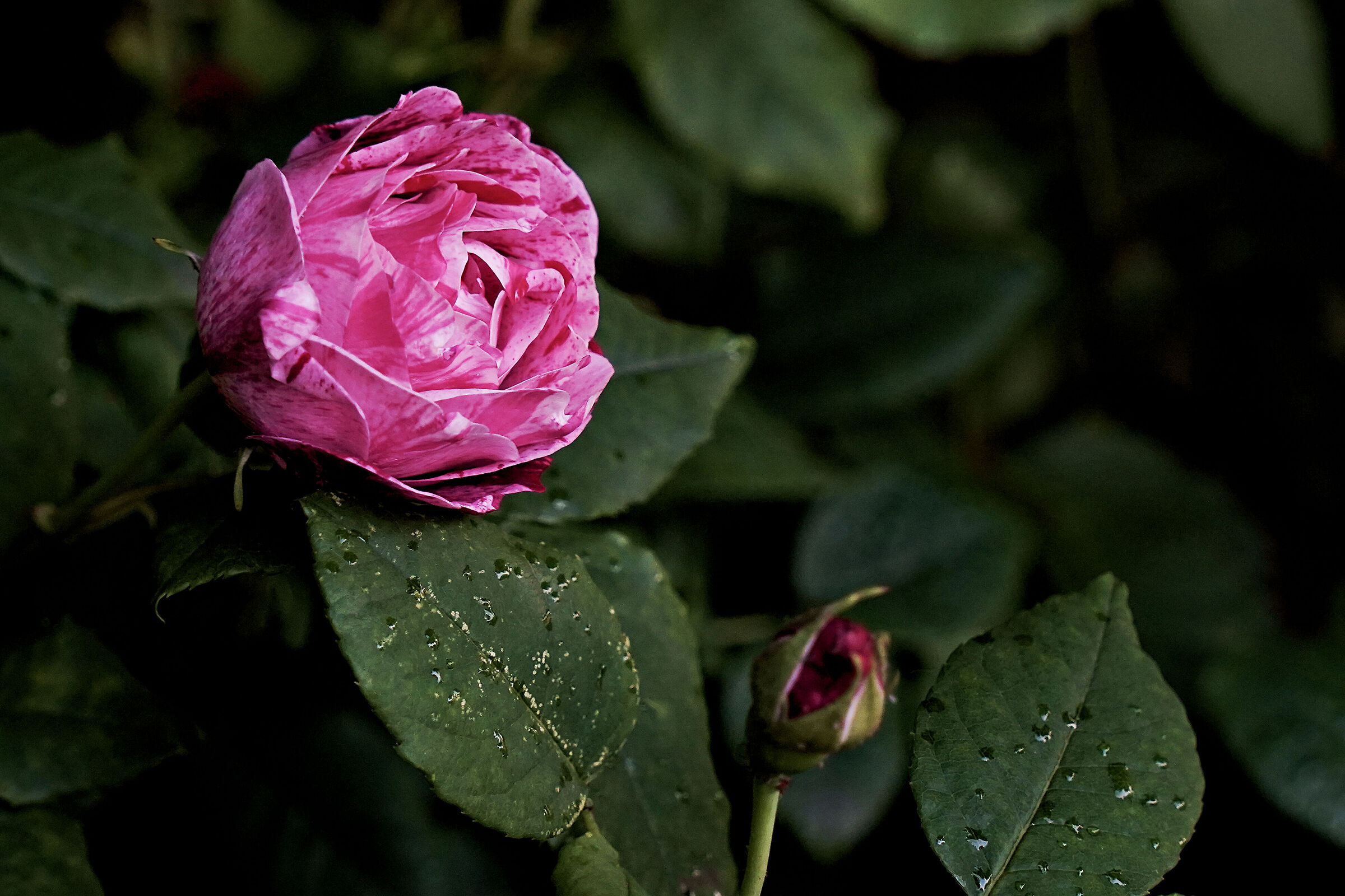 Rosa striata