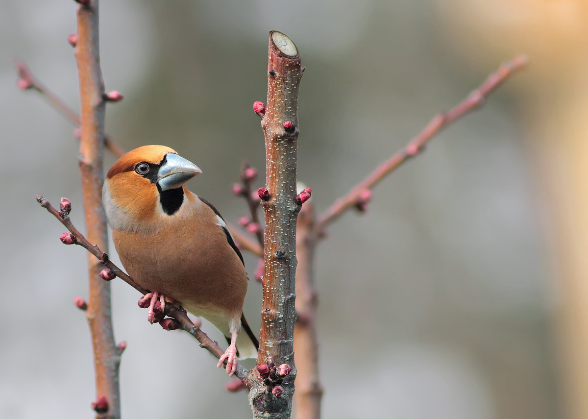 Hawfinch
