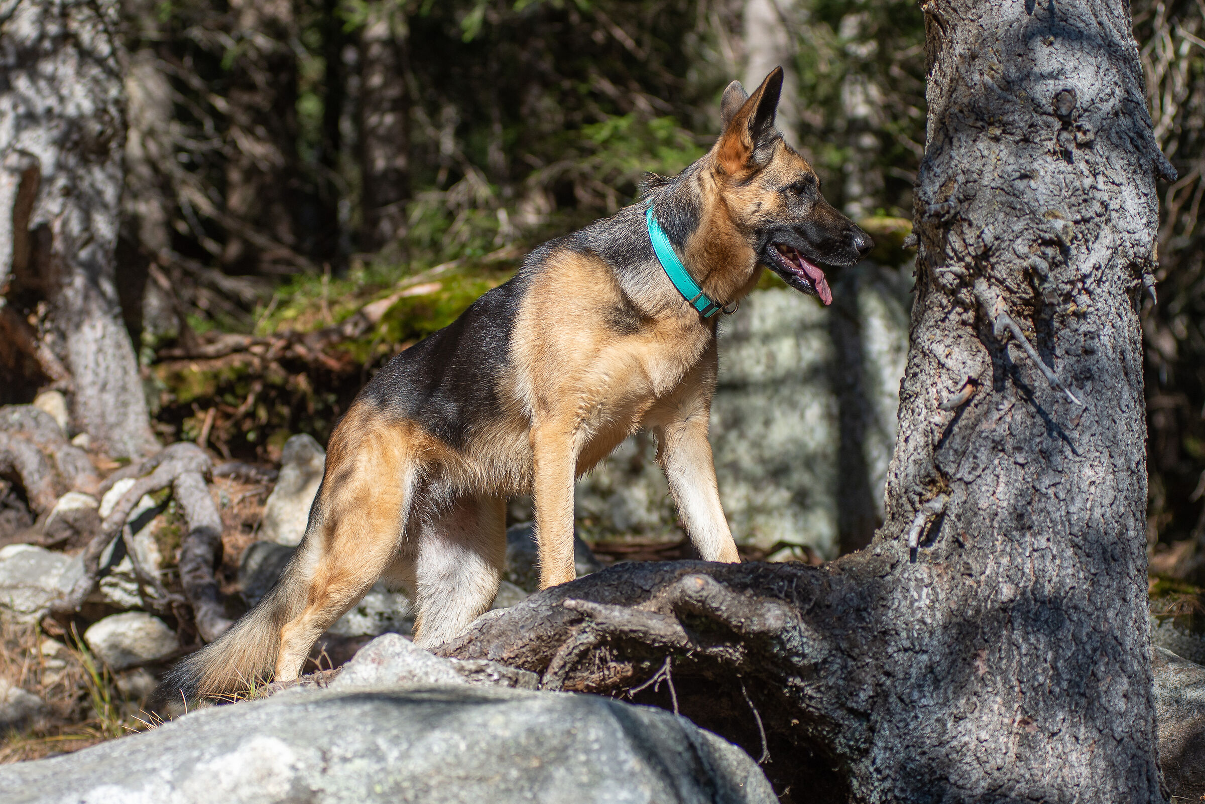 The Princess of the Mountain