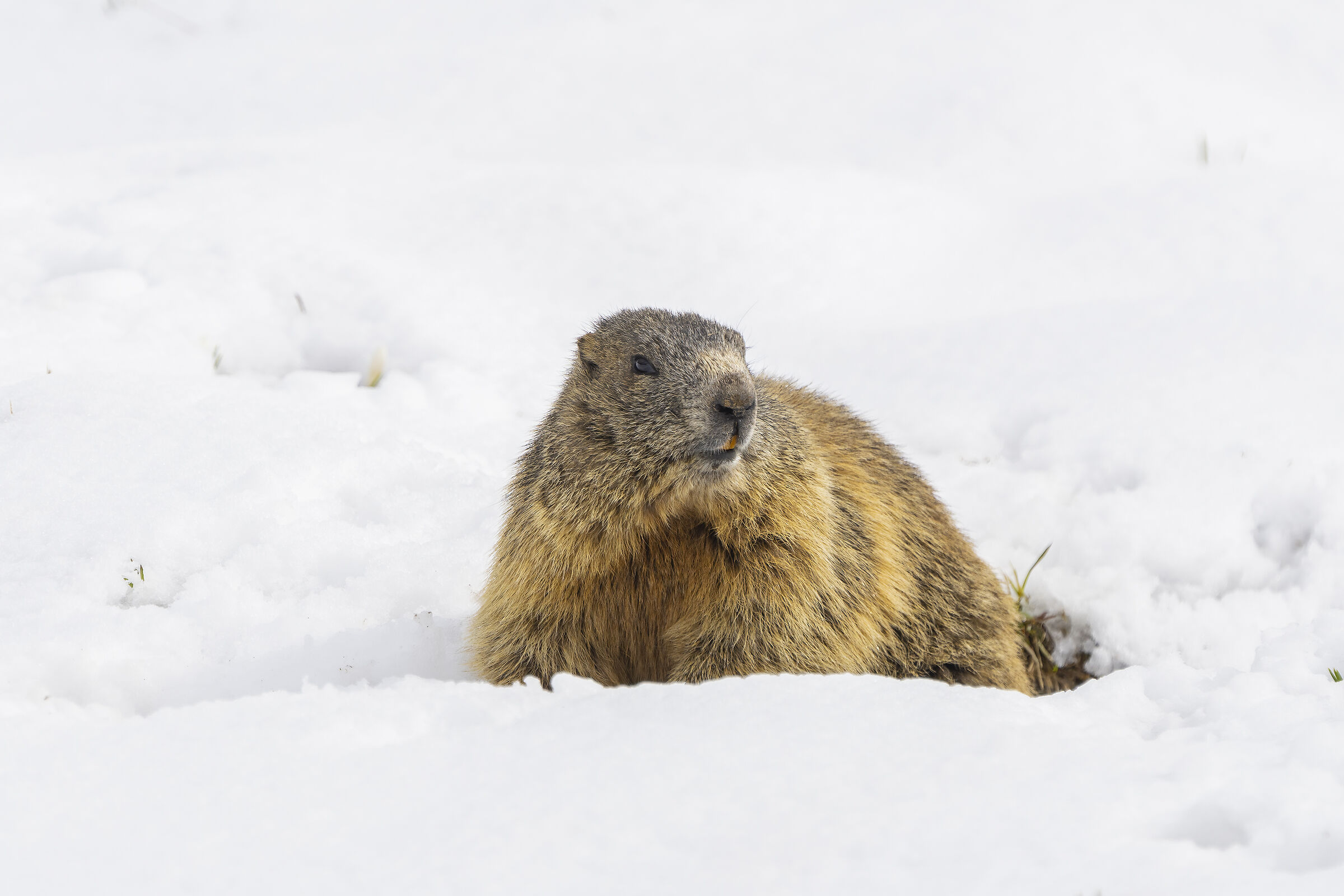 Marmotta dopo la nevicata