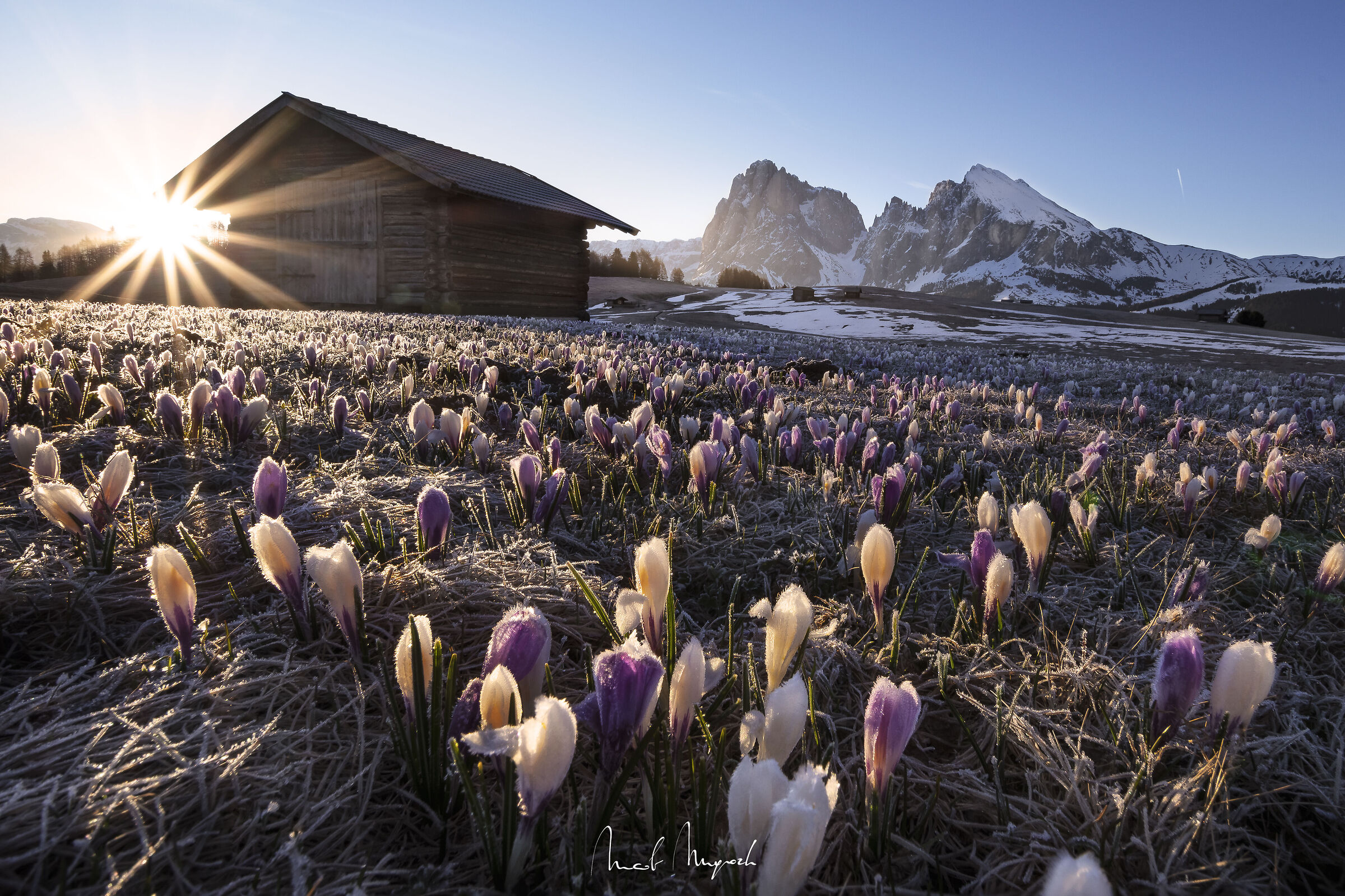 Sunrise frozen crocuses
