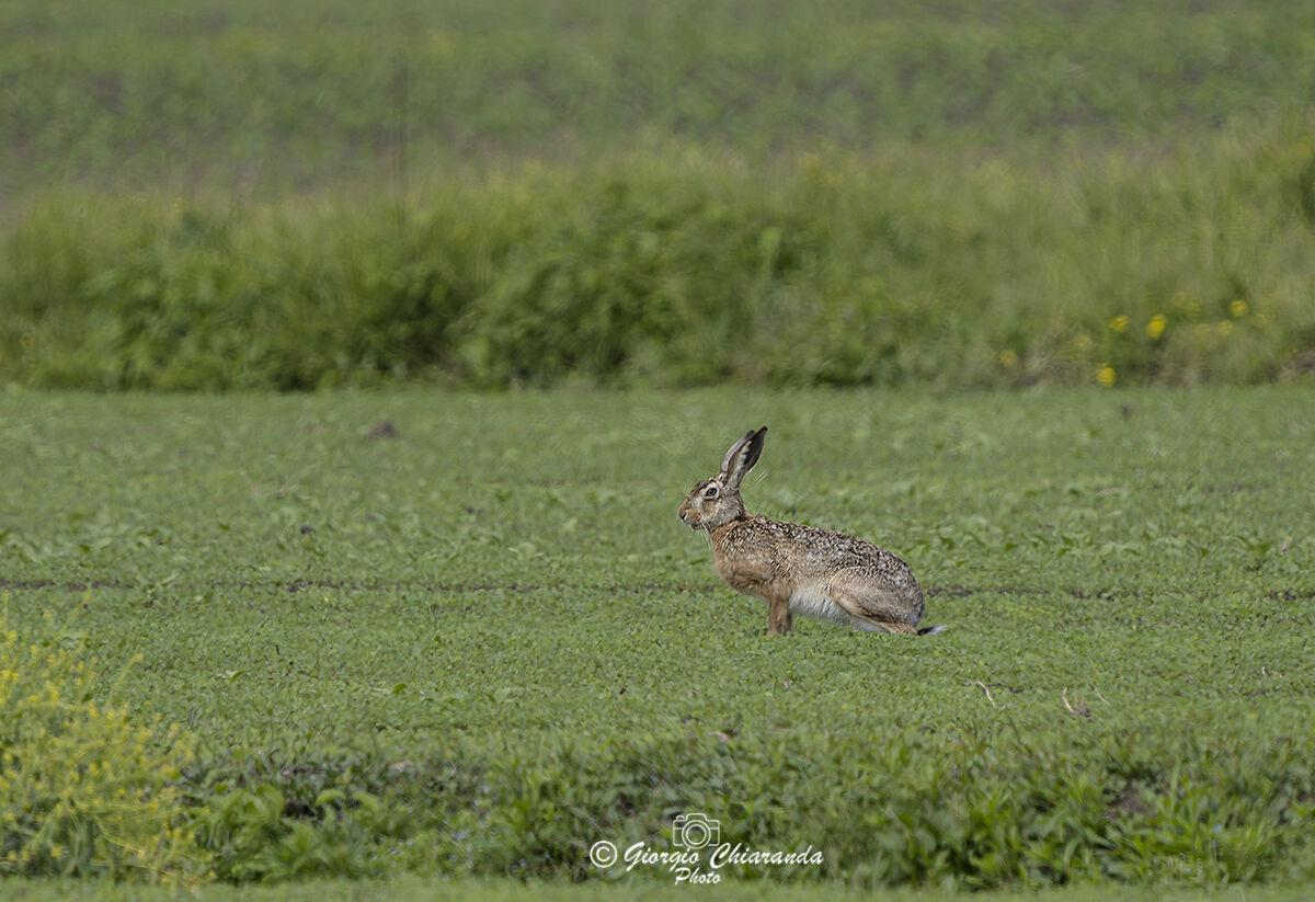 Common hare