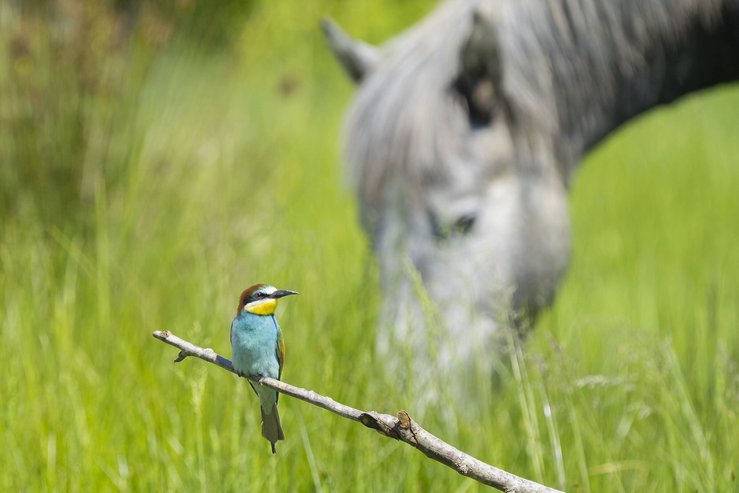 Gruccione con cavallo