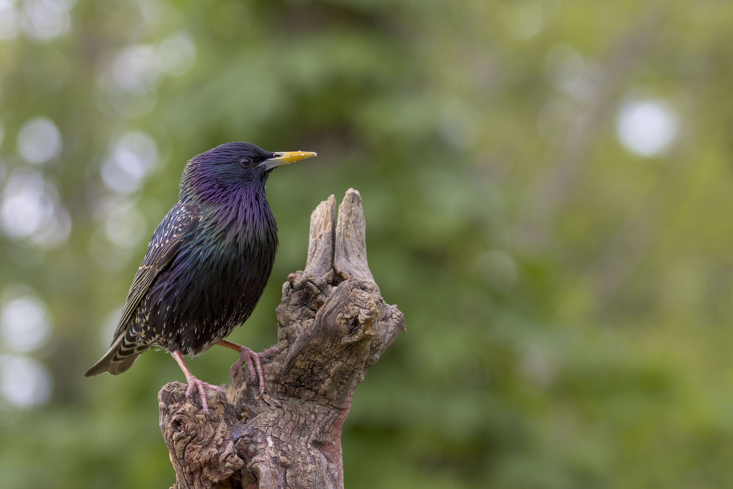 The colors of the starling