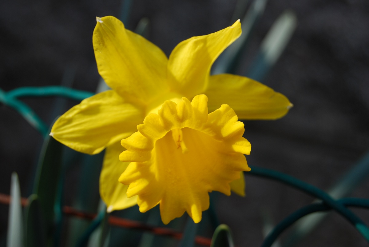 A beautiful daffodil!