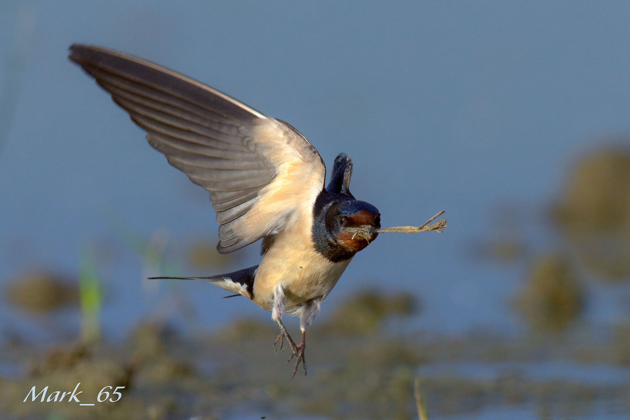 rondine al lavoro per il nido