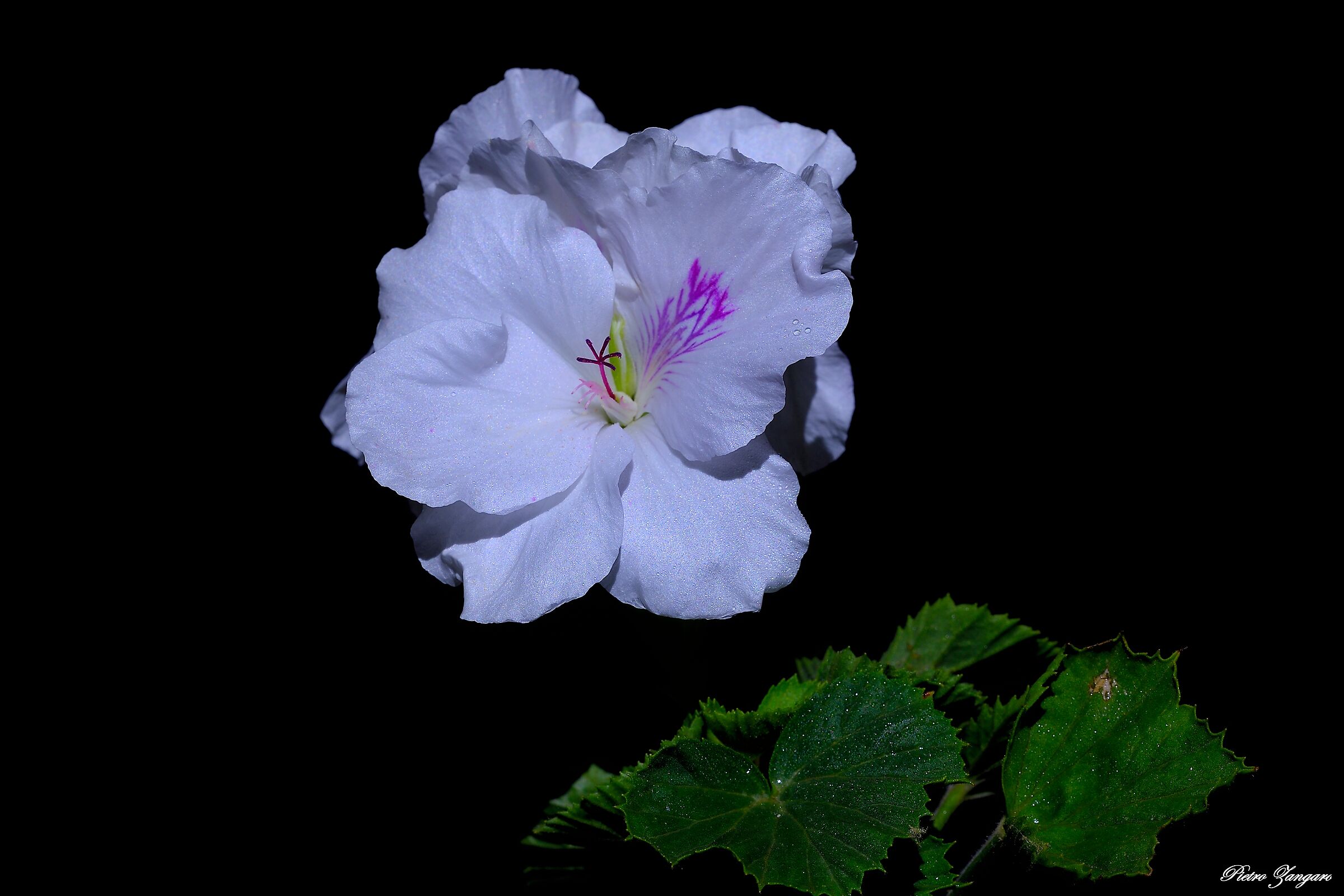 geranium