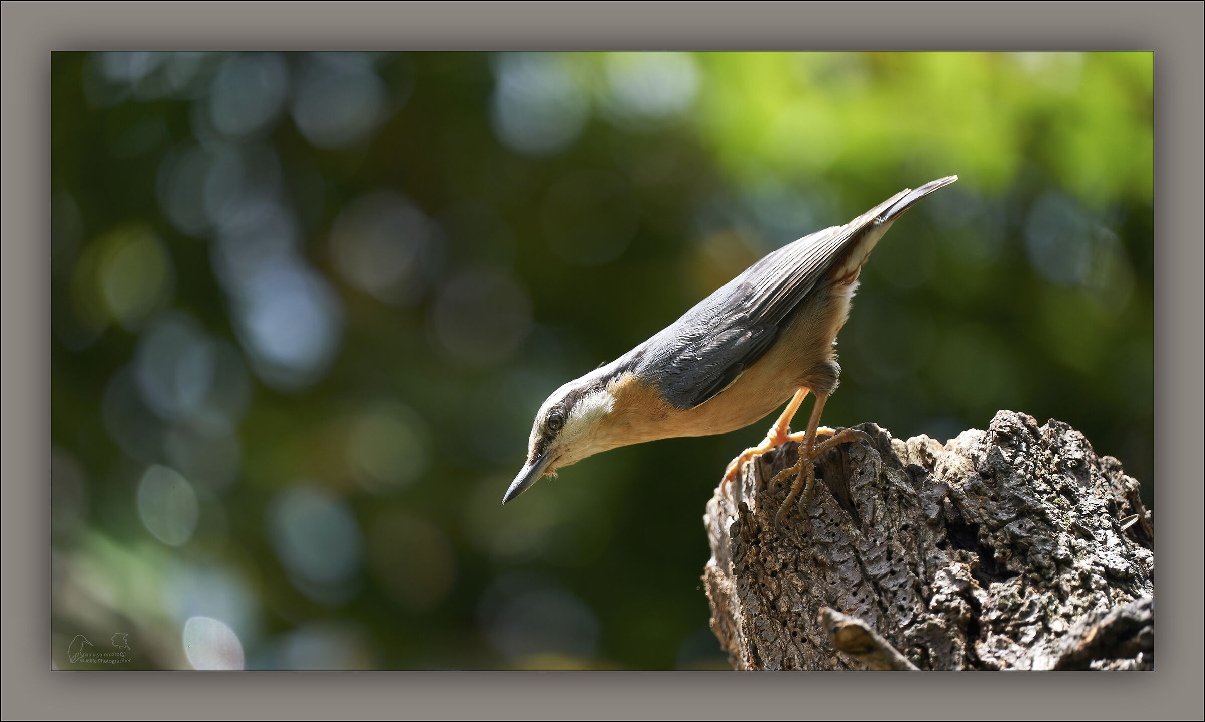 wood nuthatch