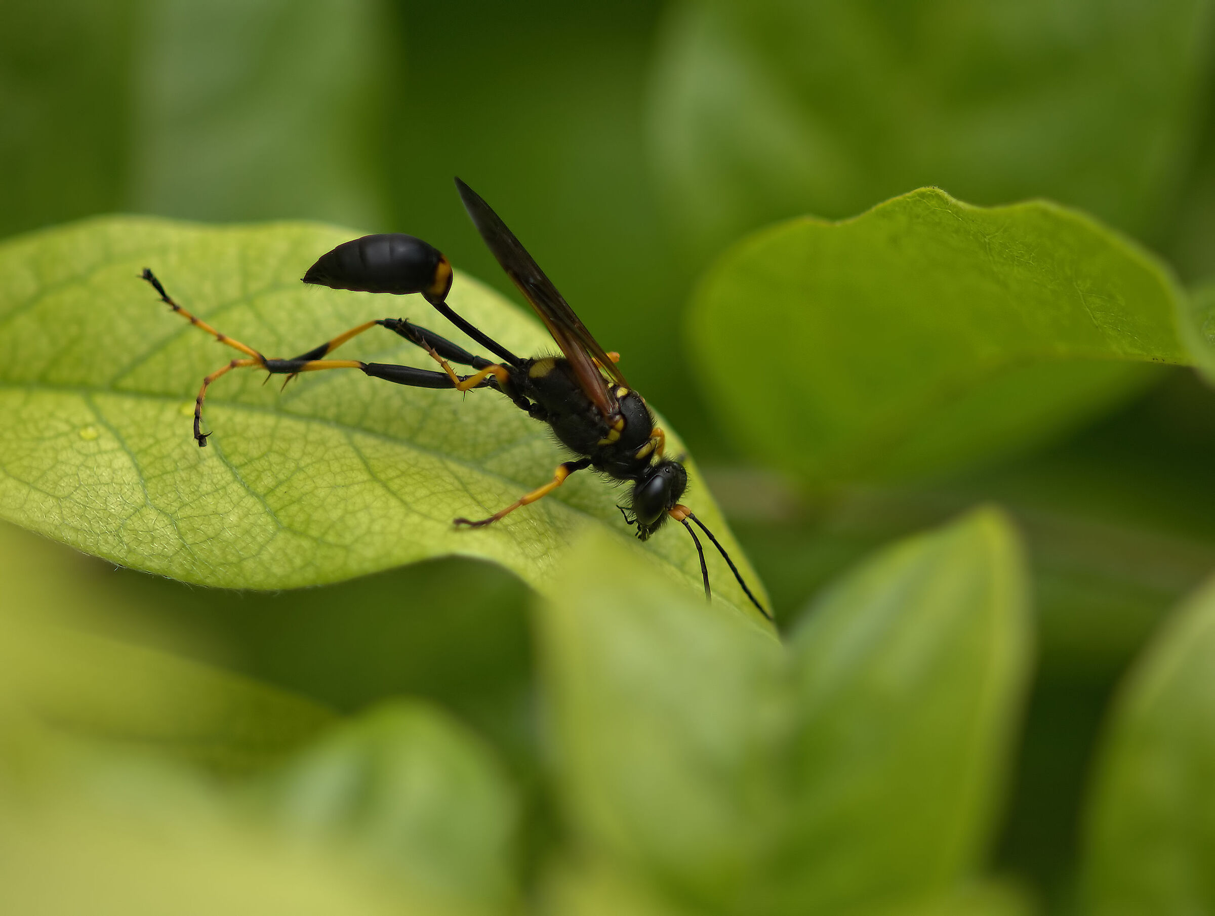 Mason's wasp