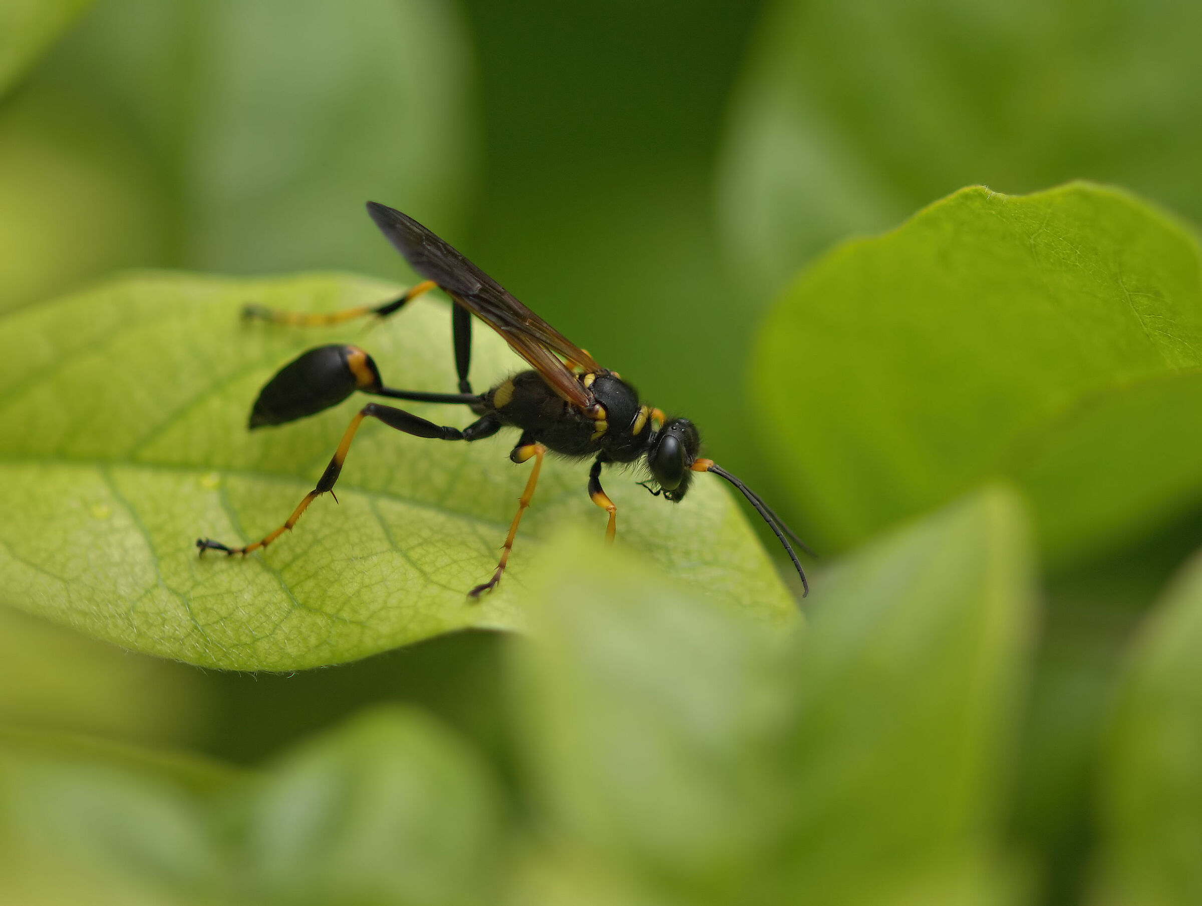 Mason's wasp