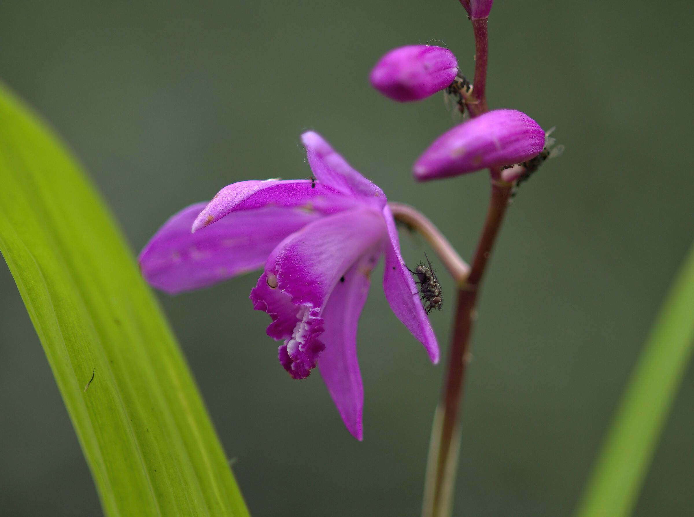 Striped Bletilla