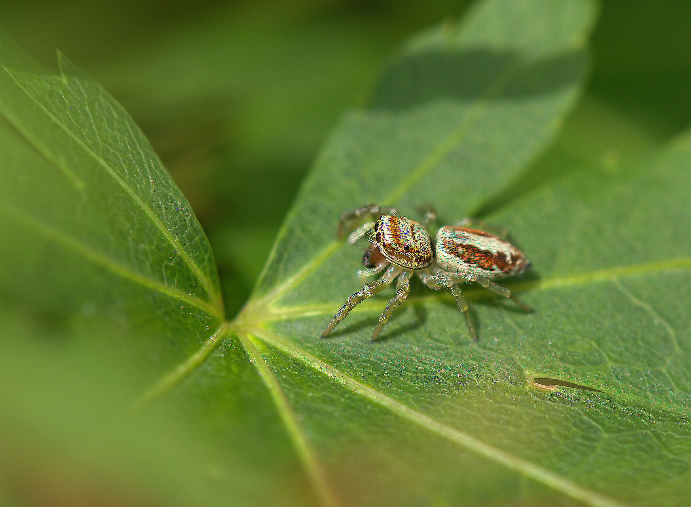 Salticidae