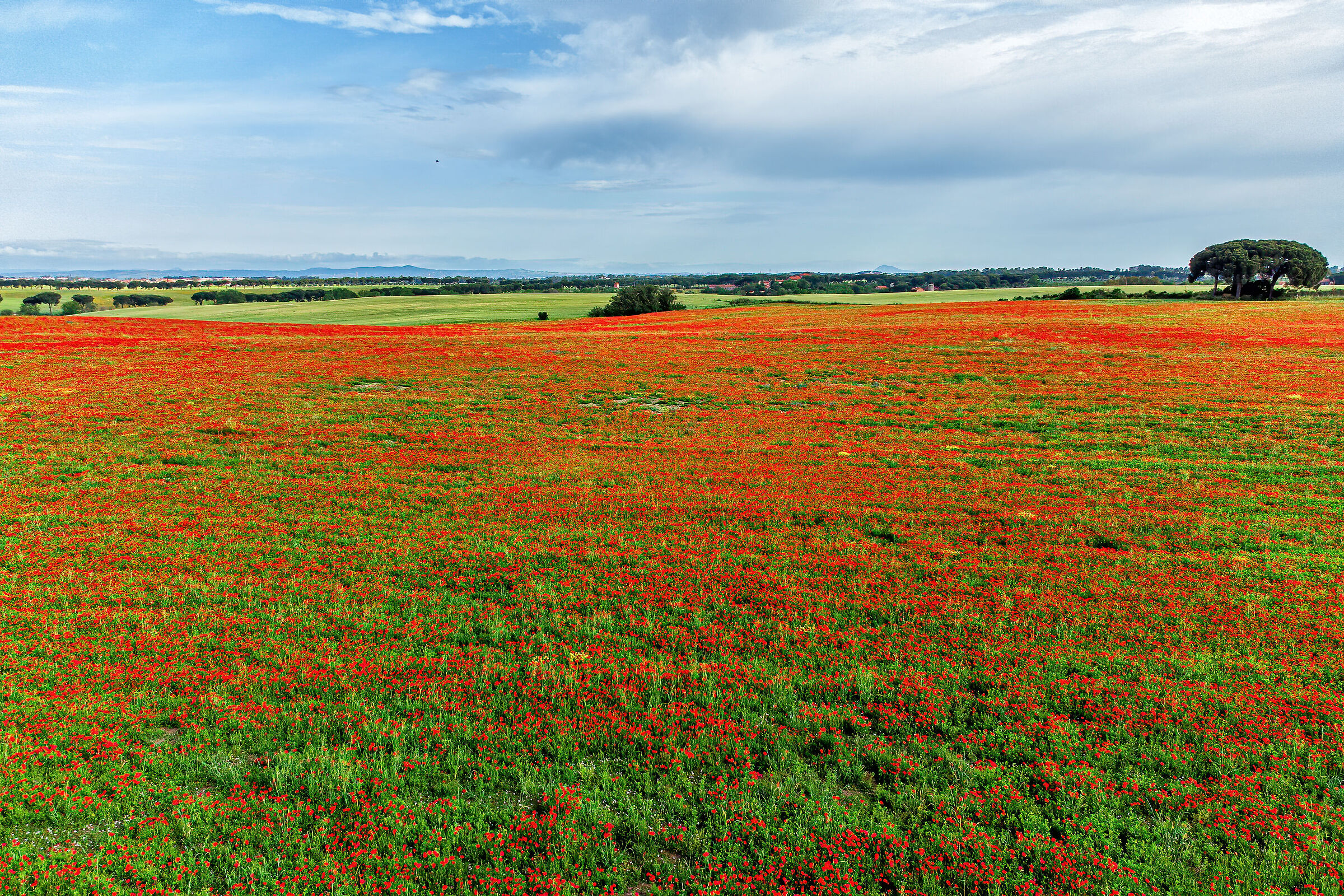Poppies and (nothing) ducks