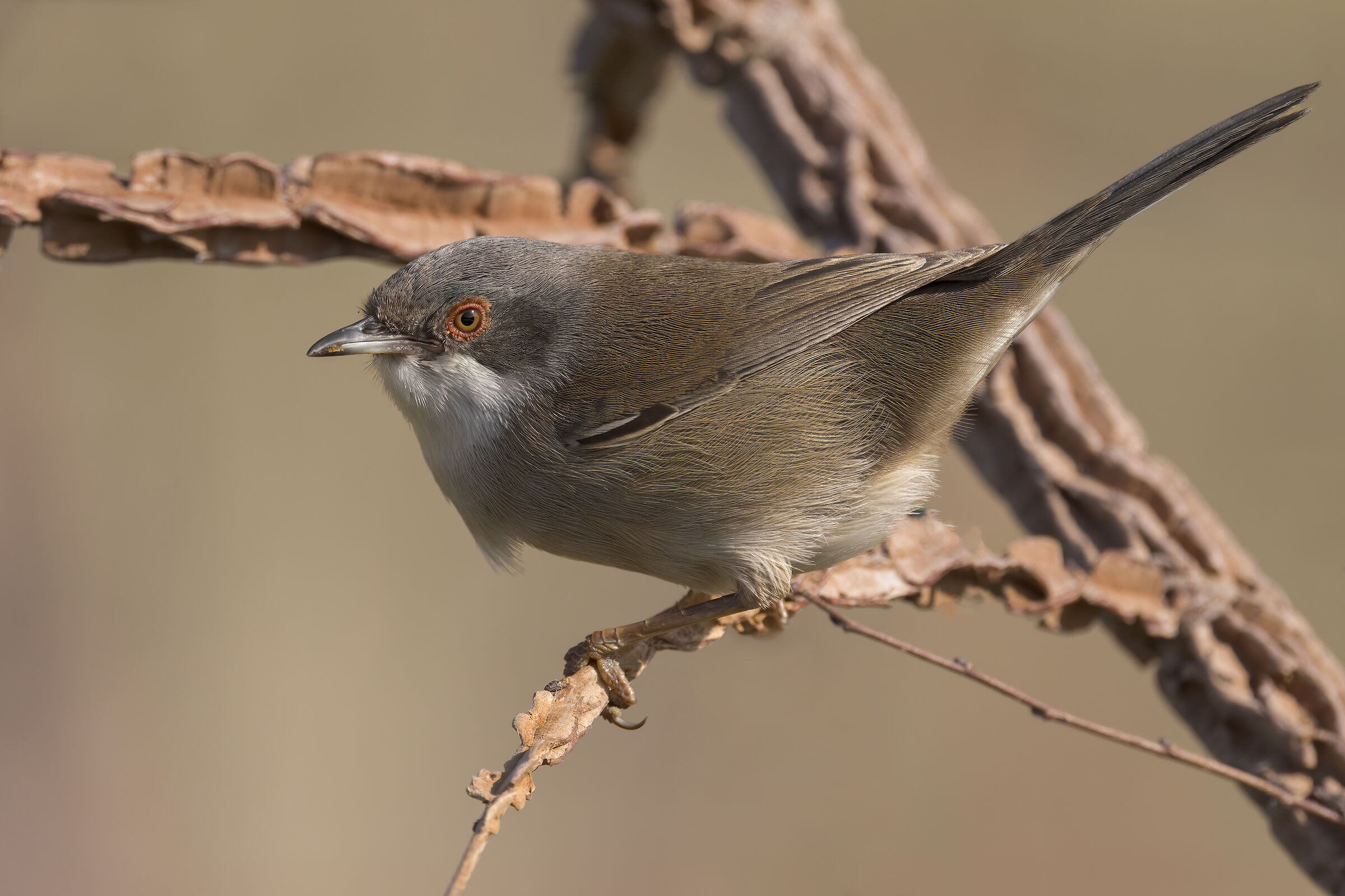 Occhiocotto (Sylvia melanocephala)