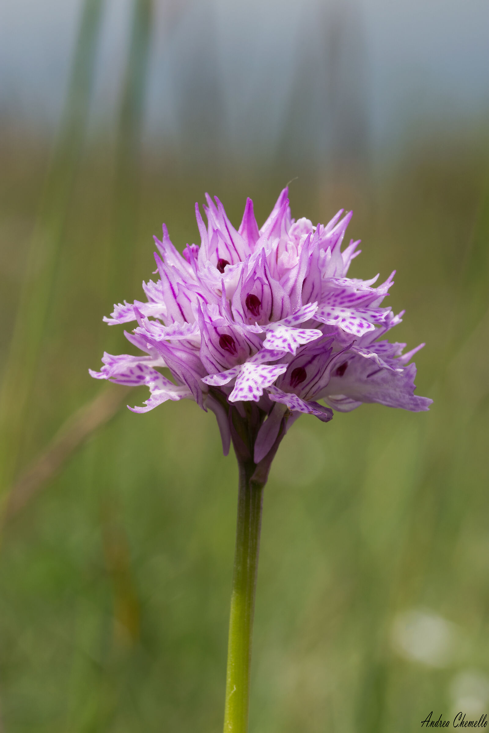 Orchidea screziata (Neotinea tridentata)