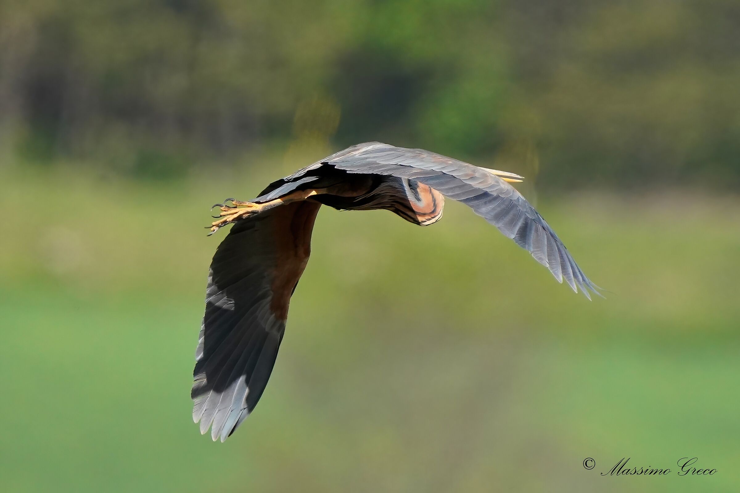 Airone rosso (Ardea purpurea)