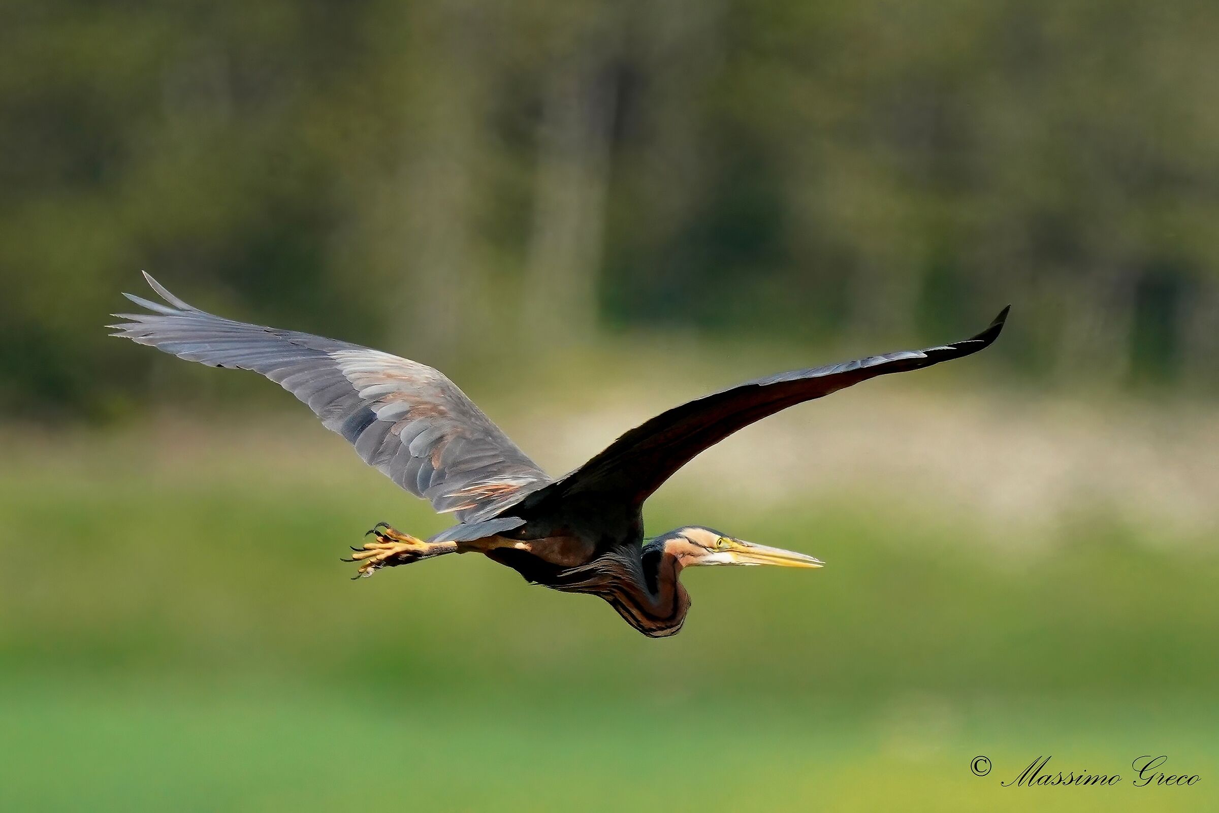 Airone rosso (Ardea purpurea)