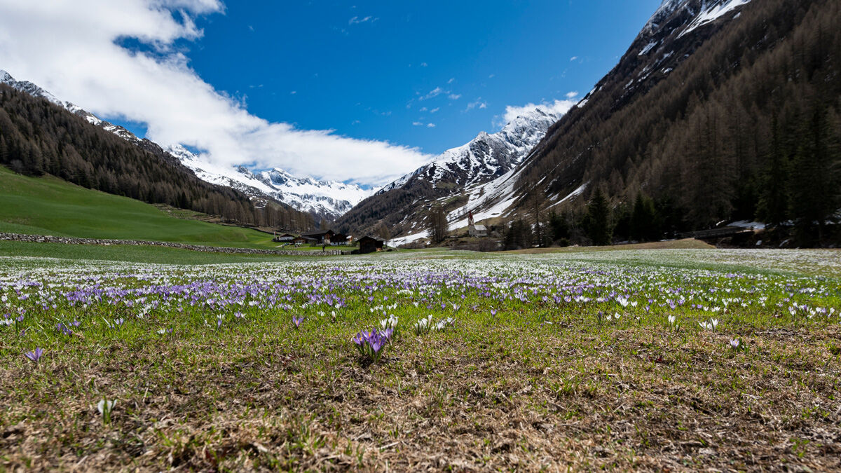 Ahrntal Casere Valley; Blooming Crocus on Sunday16/05