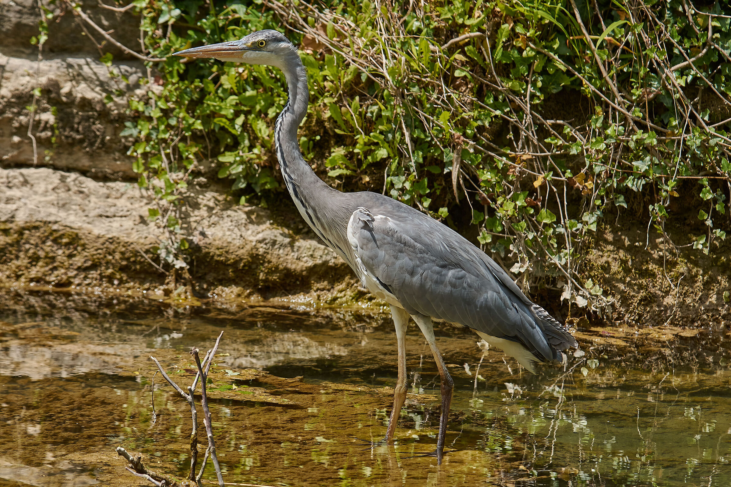 L'Airone di Torrente