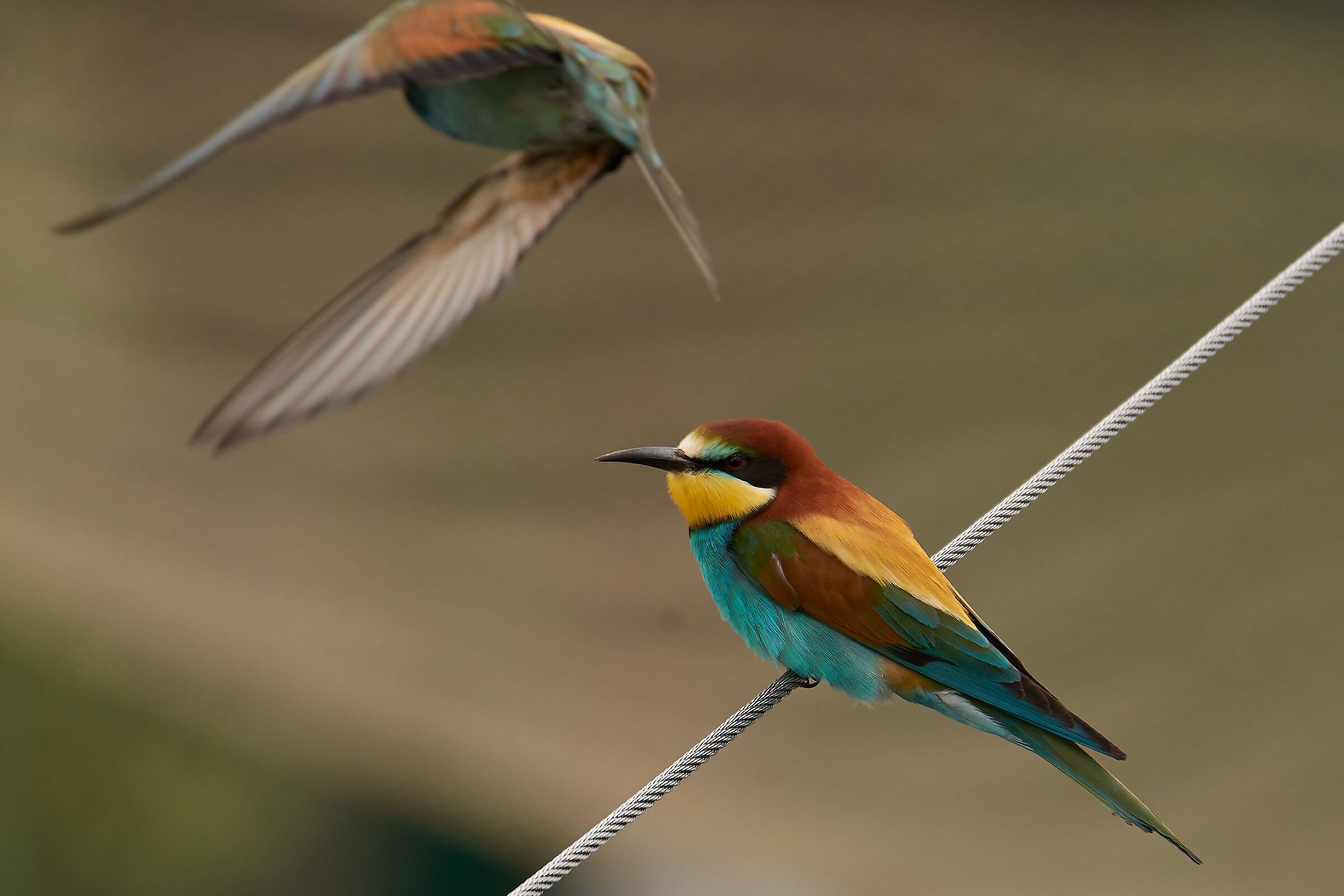 C'è chi Va e c'è chi resta